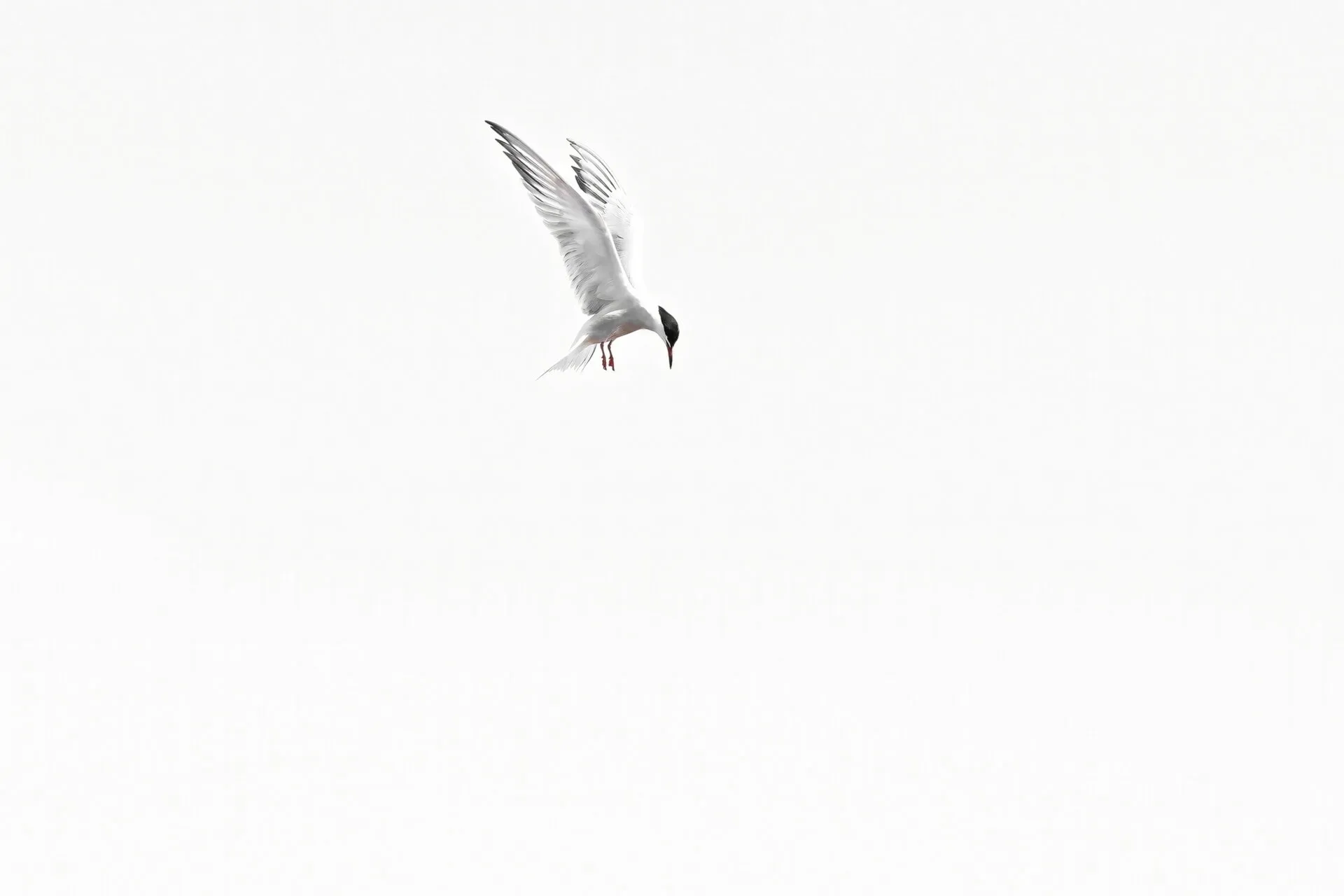 Tern preys