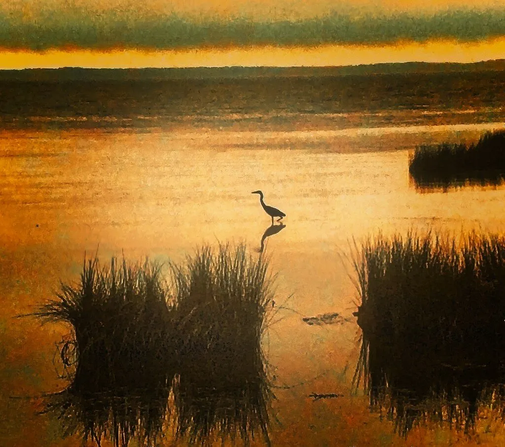 Bird in the Marsh