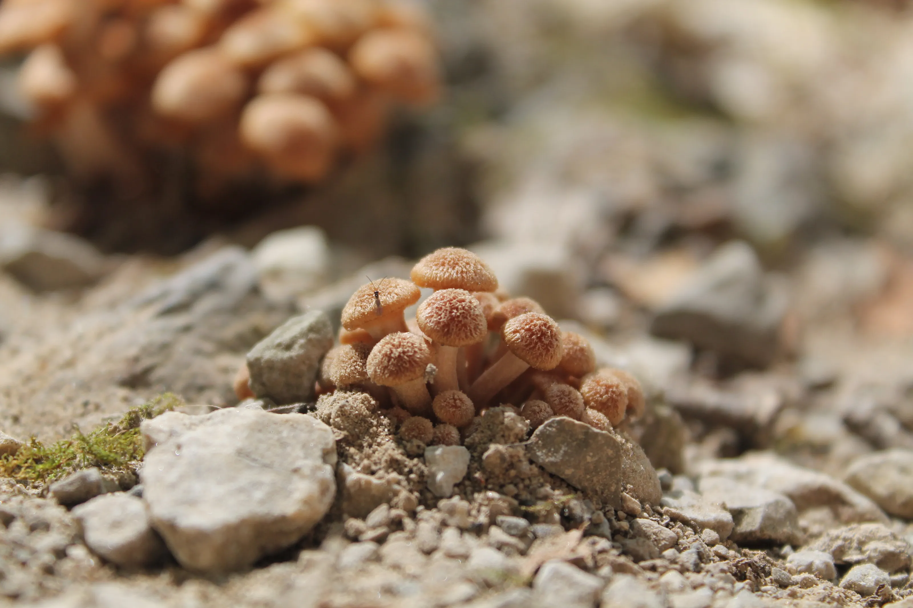 Little shrooms