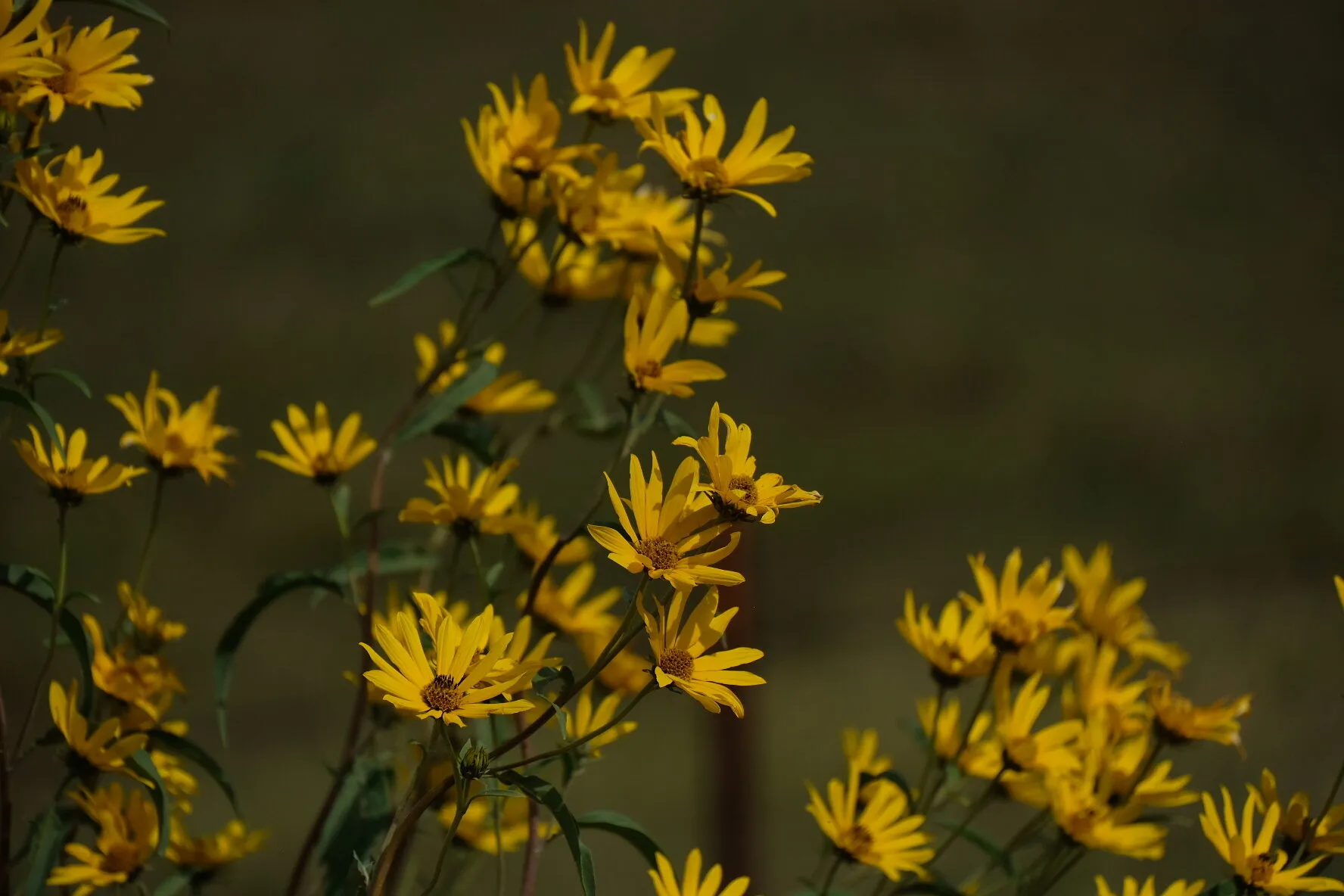 Yellow wildflowers