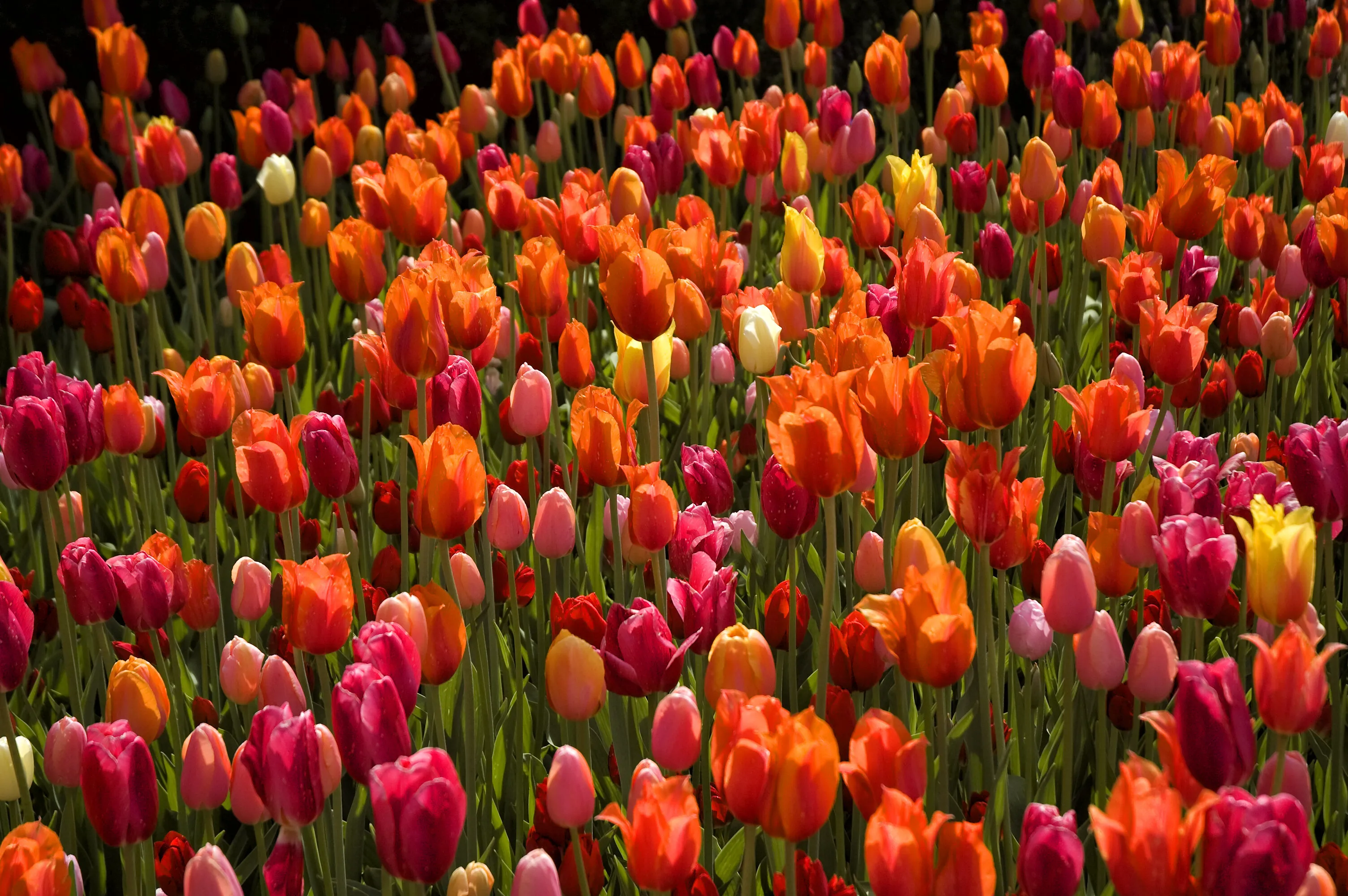 Vibrant Red