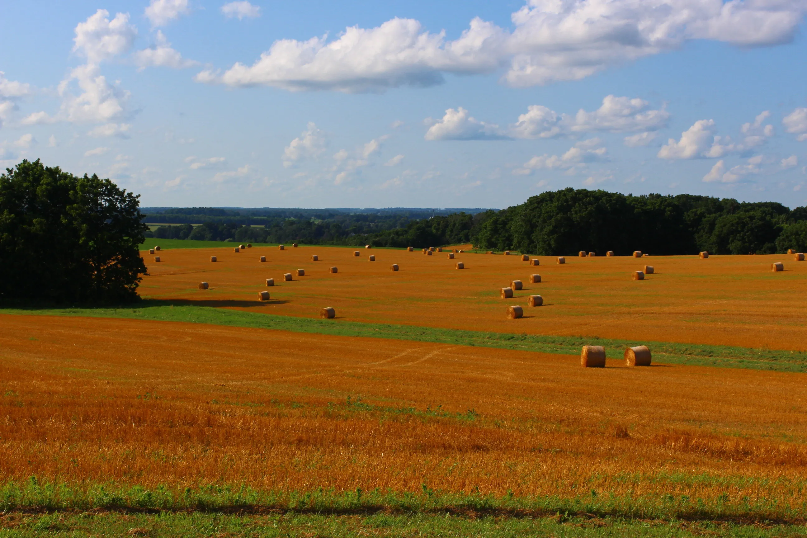 Harvest Time
