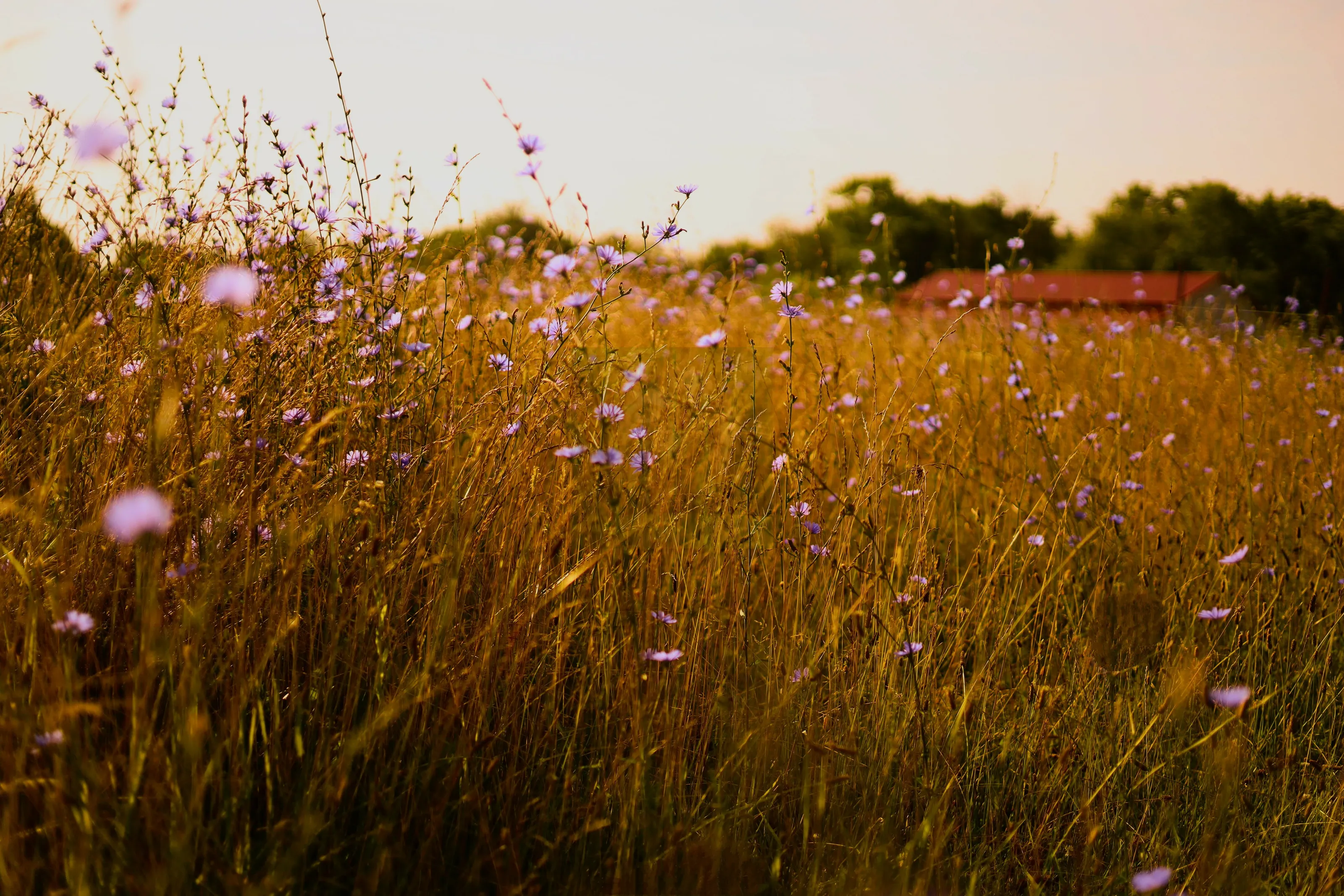 Weeds are Beautiful