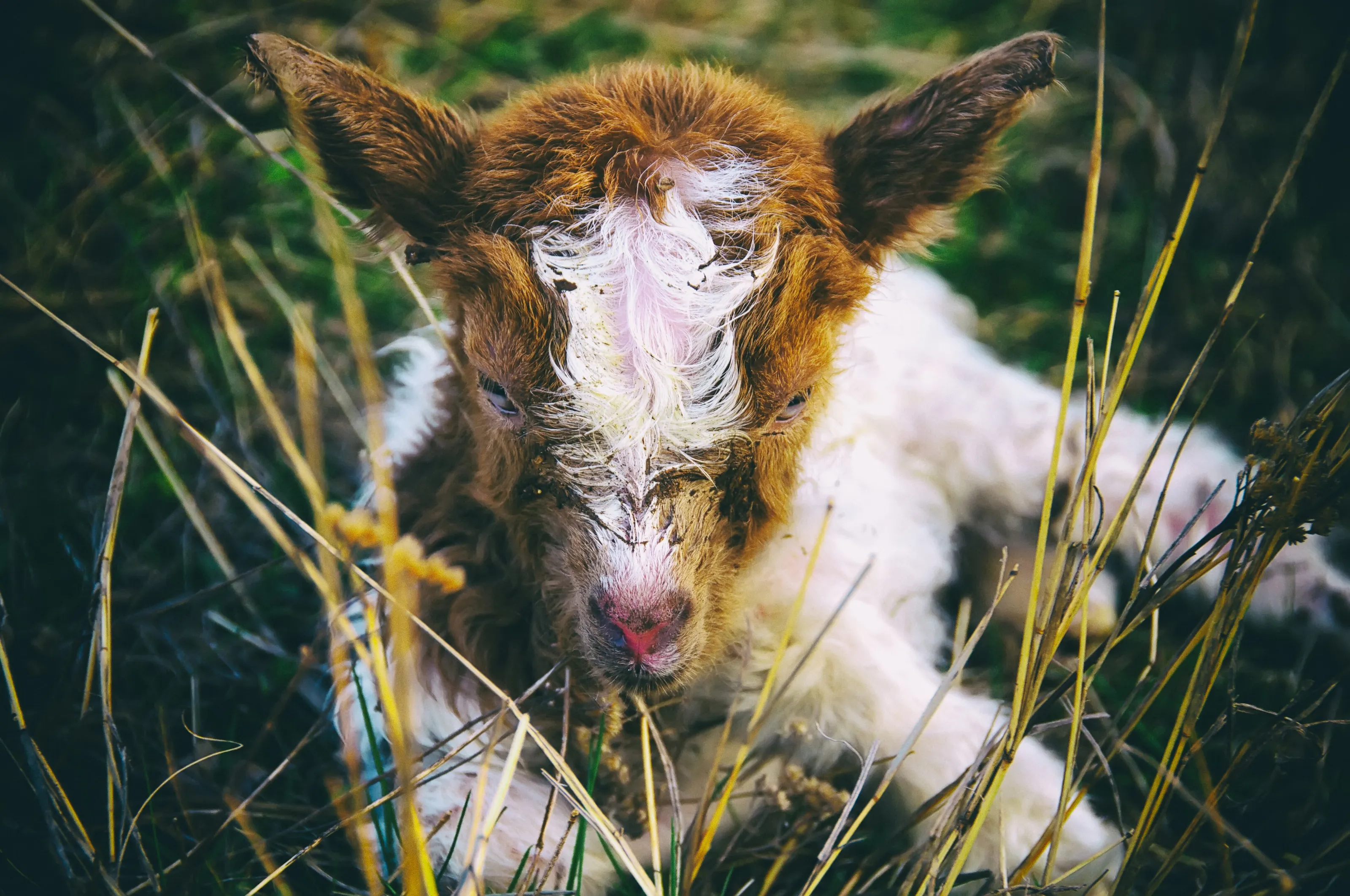 Lamb