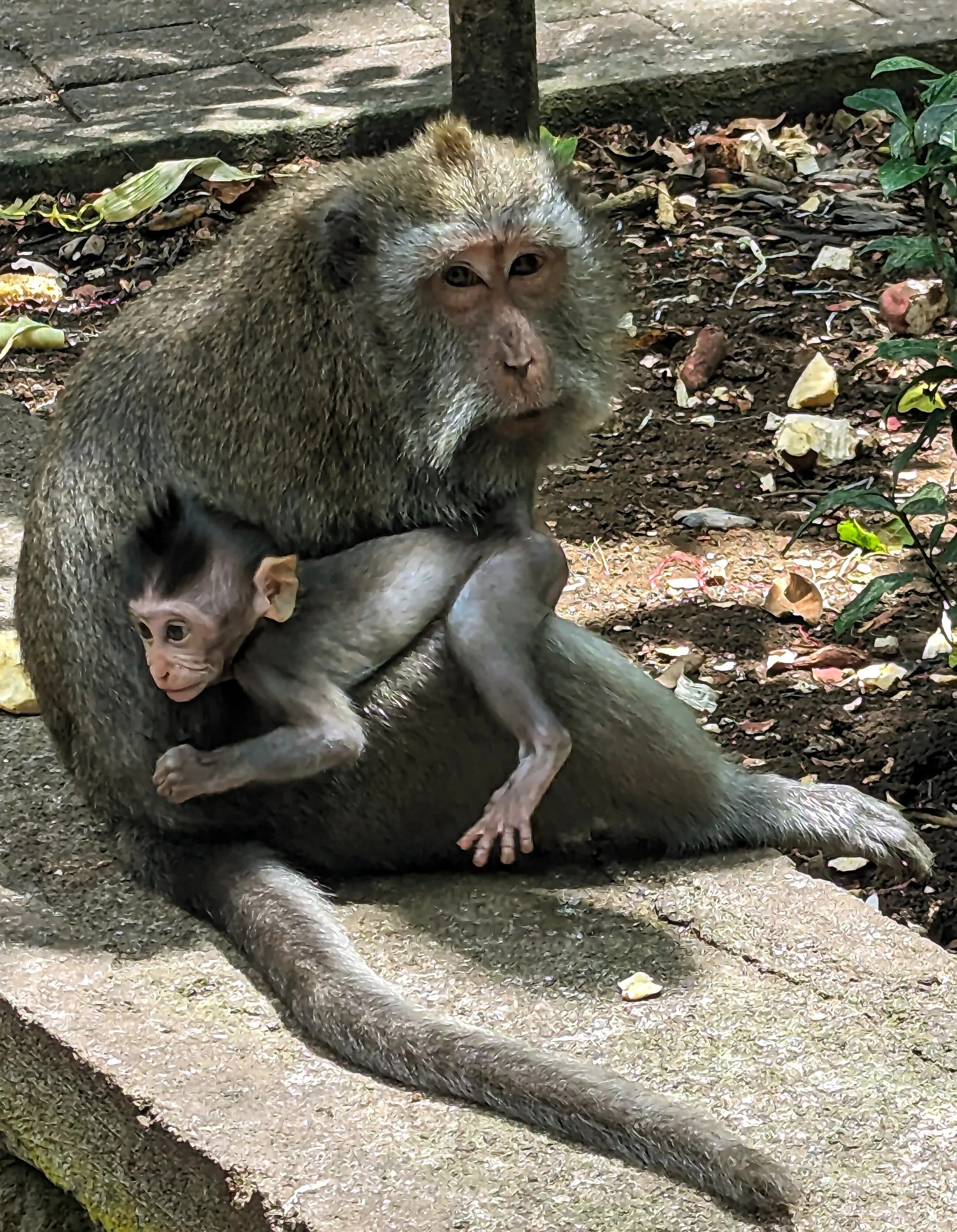 Monkey family