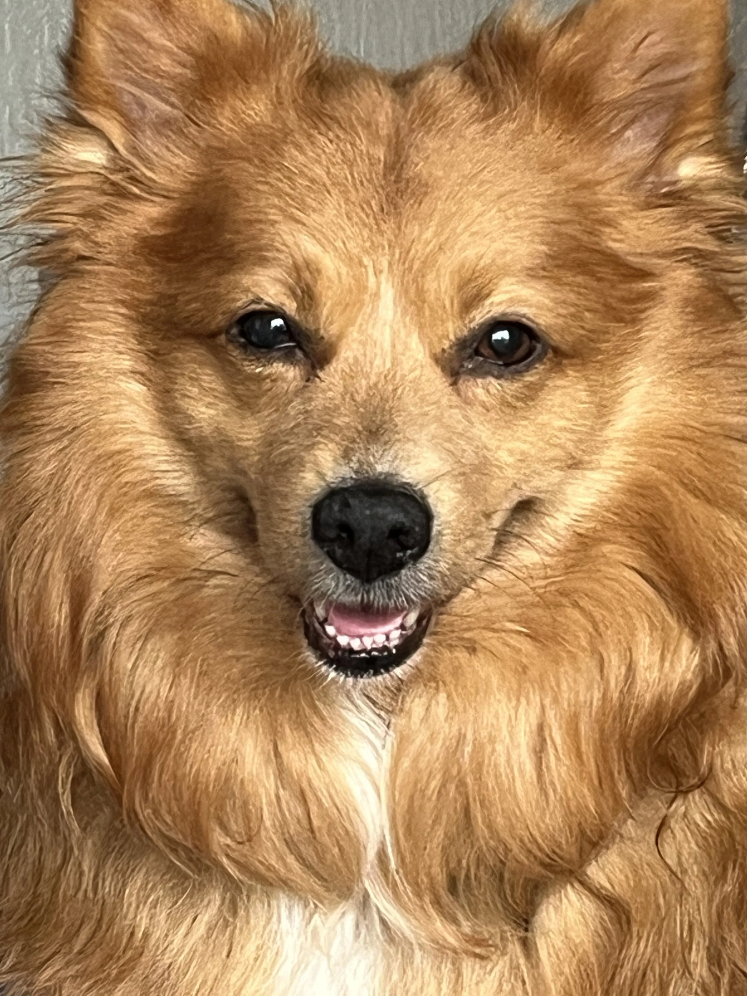Max the Magnificent