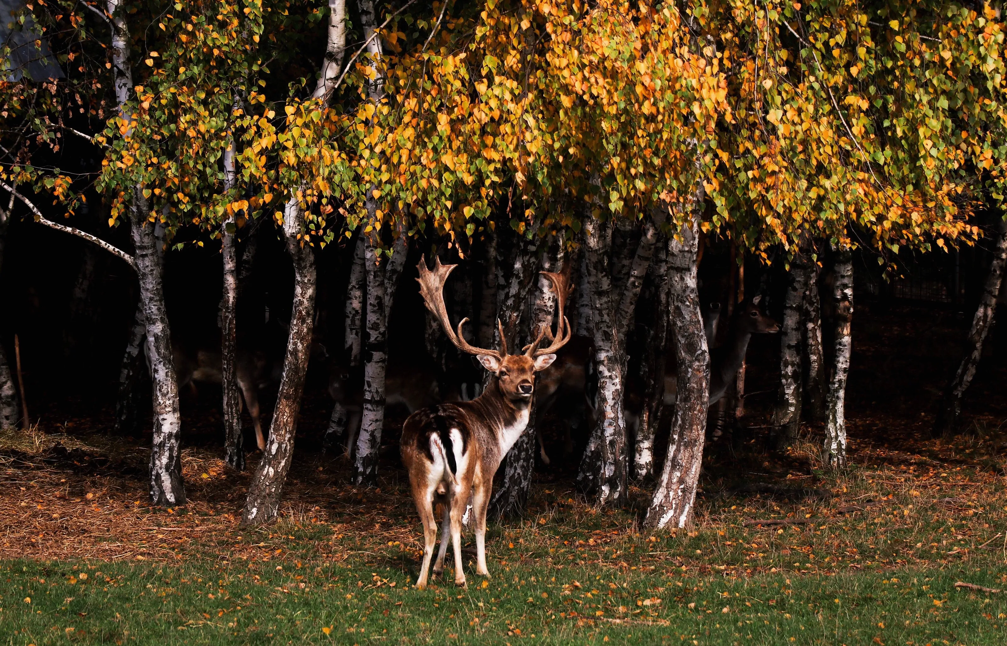 A fallow deer