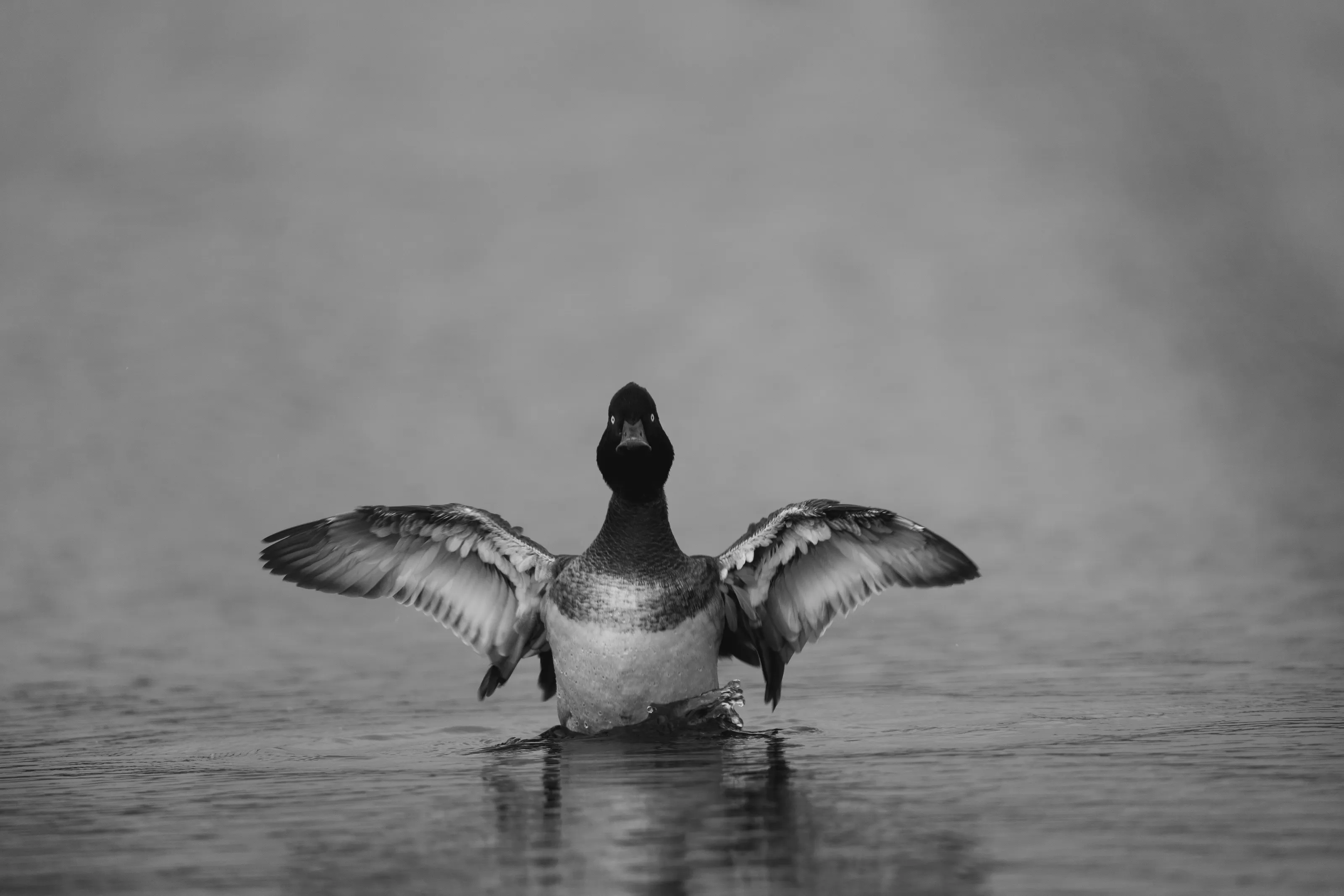 Tufted Duck