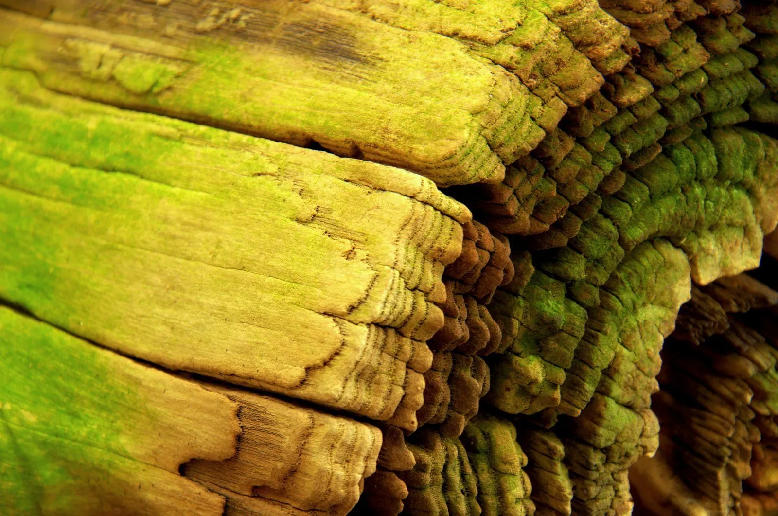 Natures work of Art