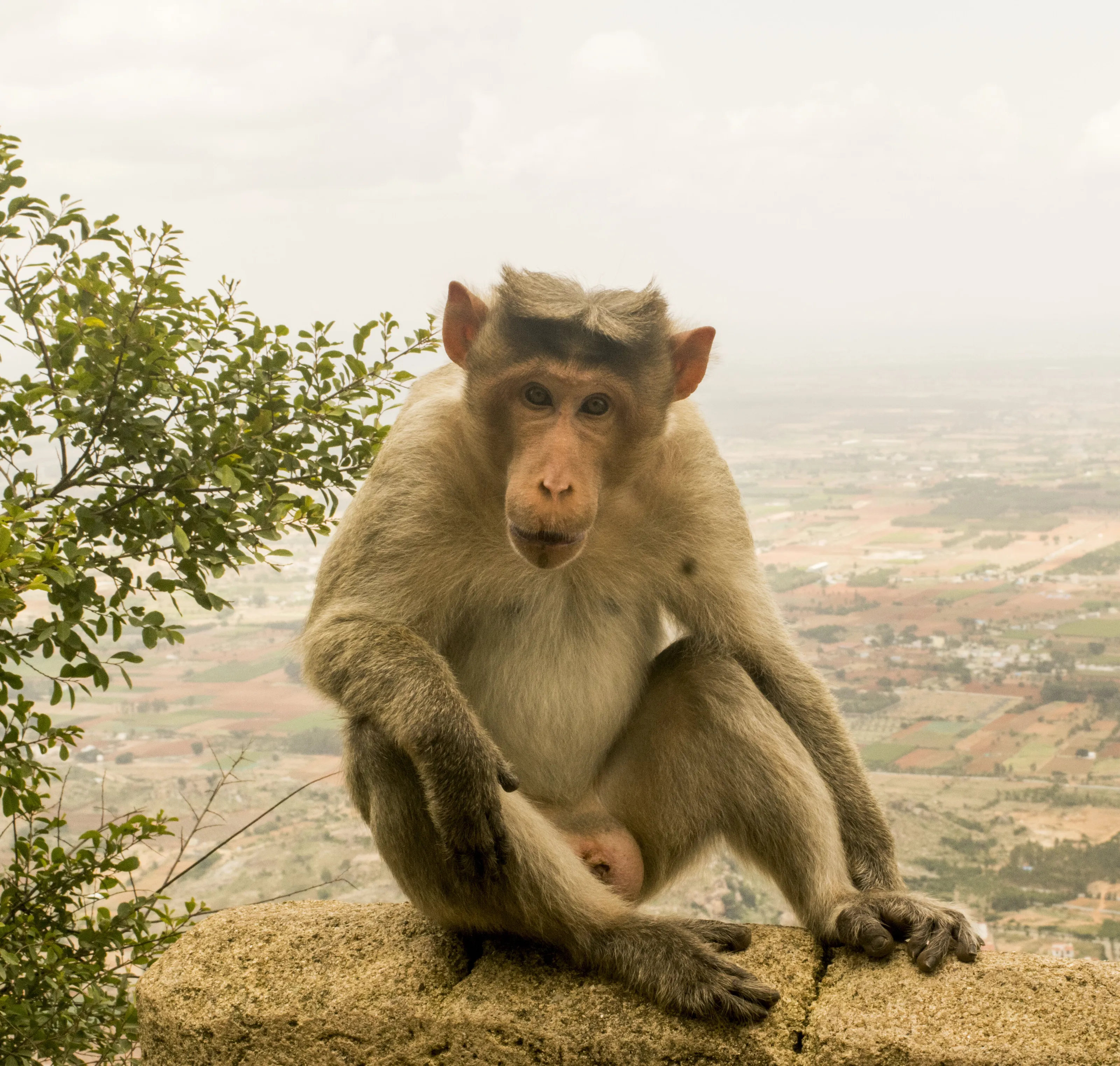 Monkey