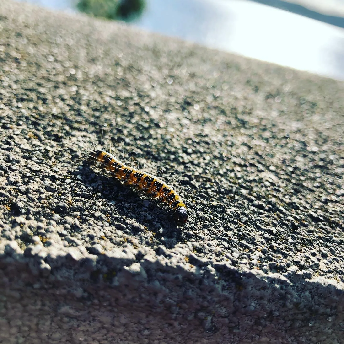 C is for Caterpillar