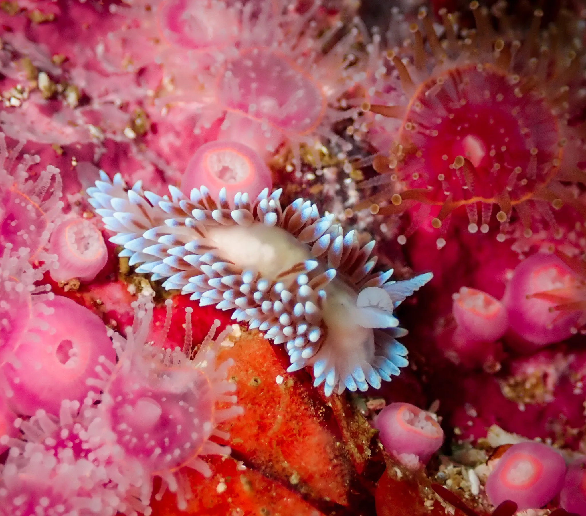 Colourful macro world: nudibranch among strawberry anemones.