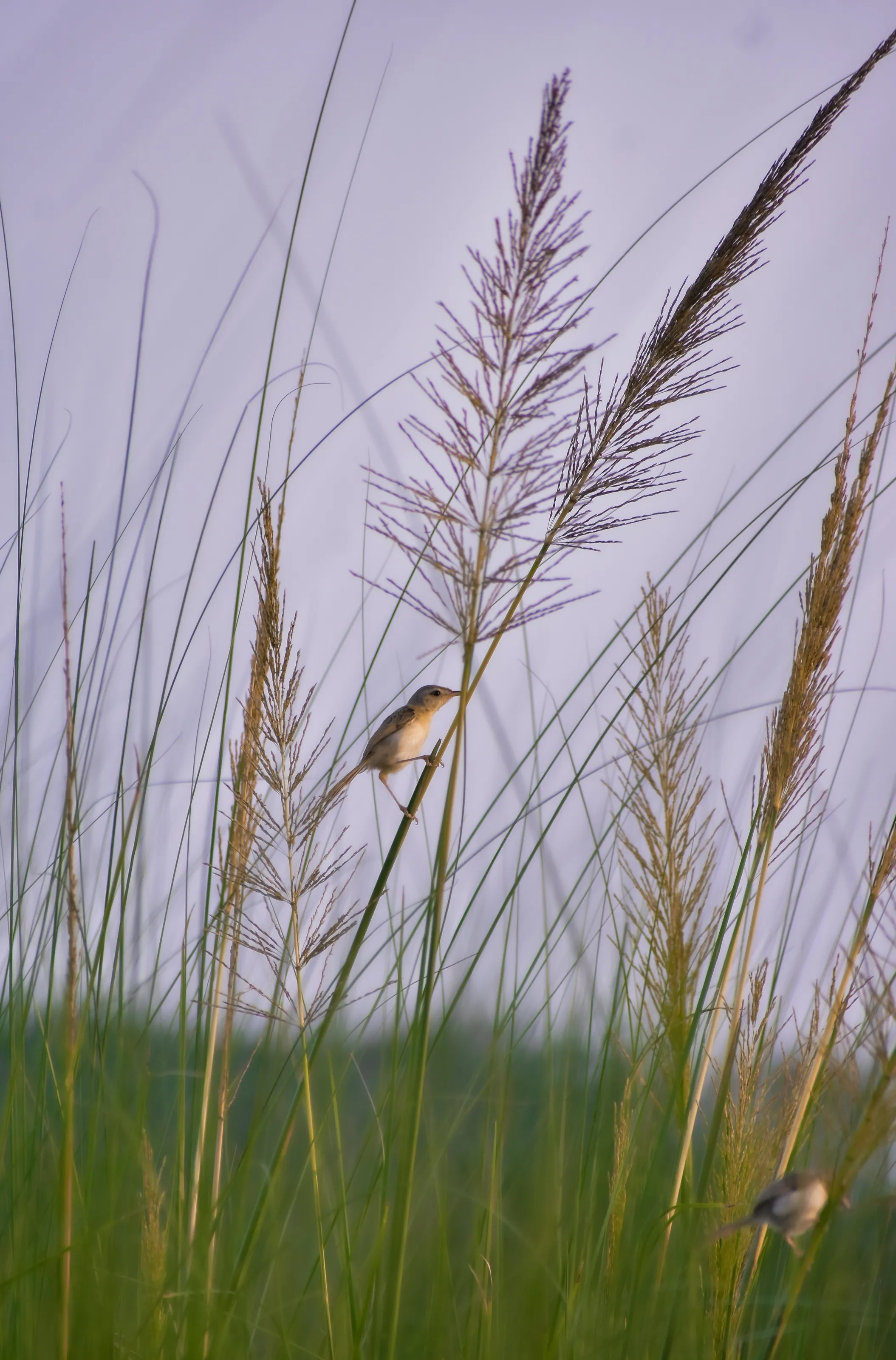 Prinia inornata