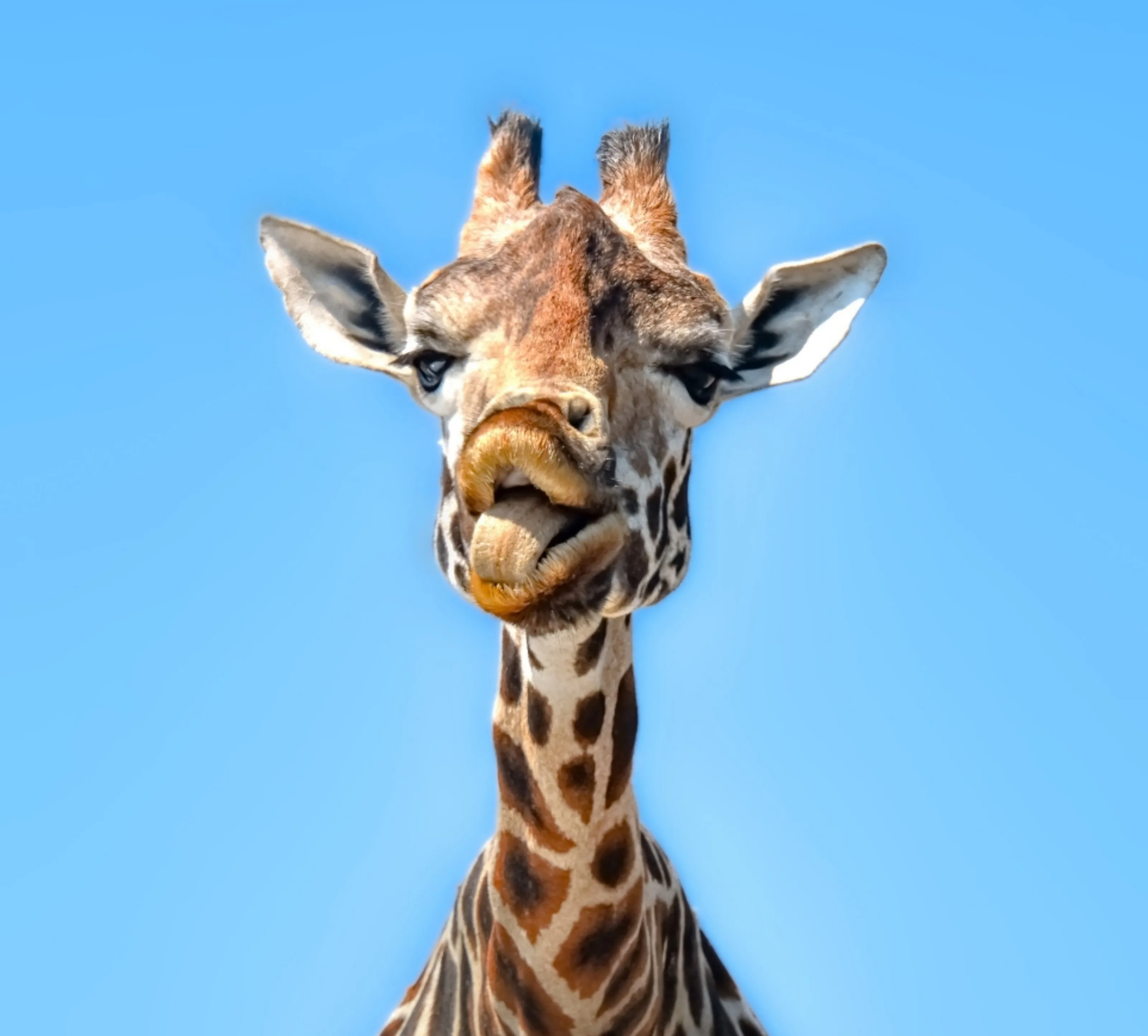 Say cheese