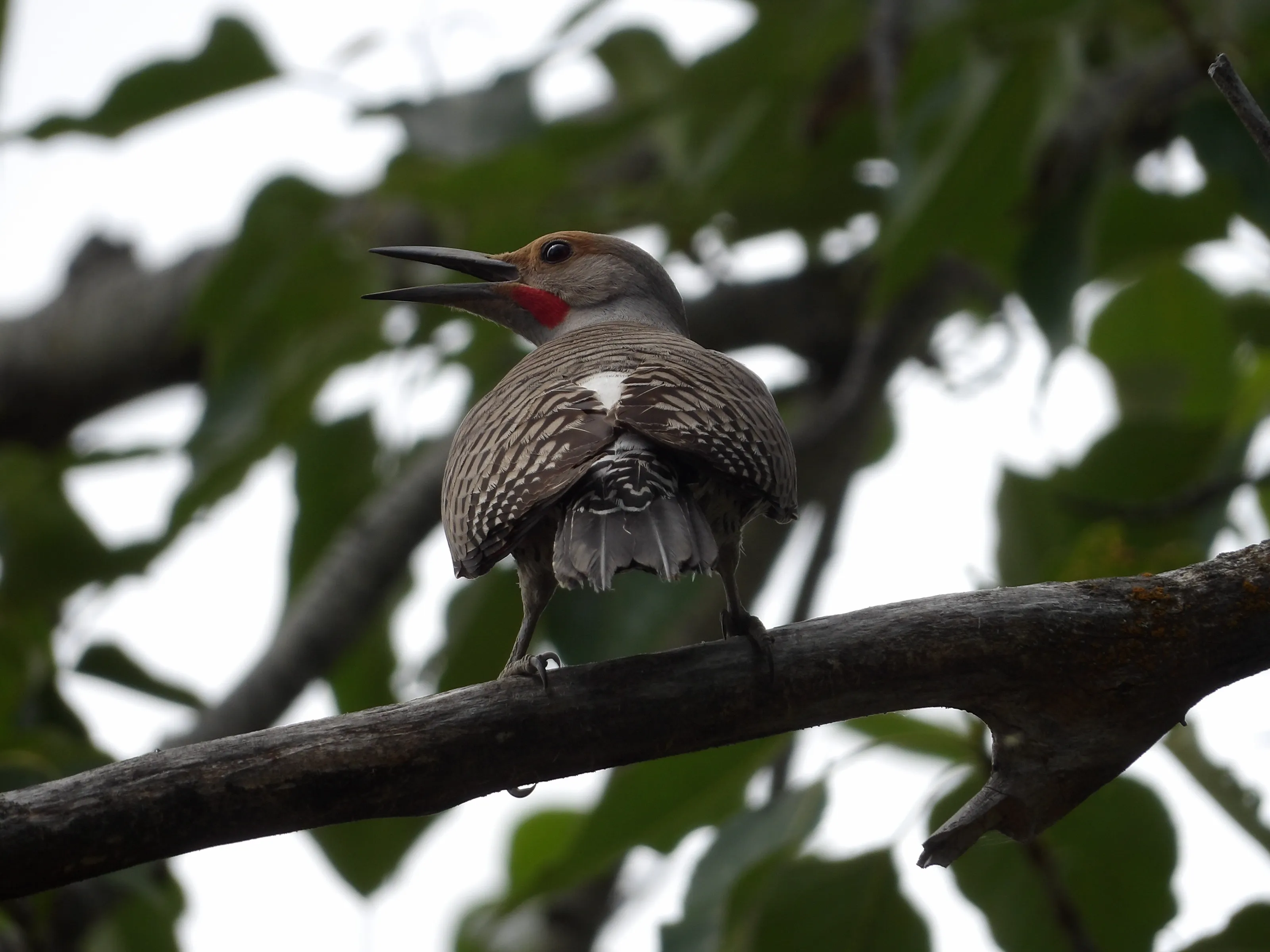 A Joyous Flicker