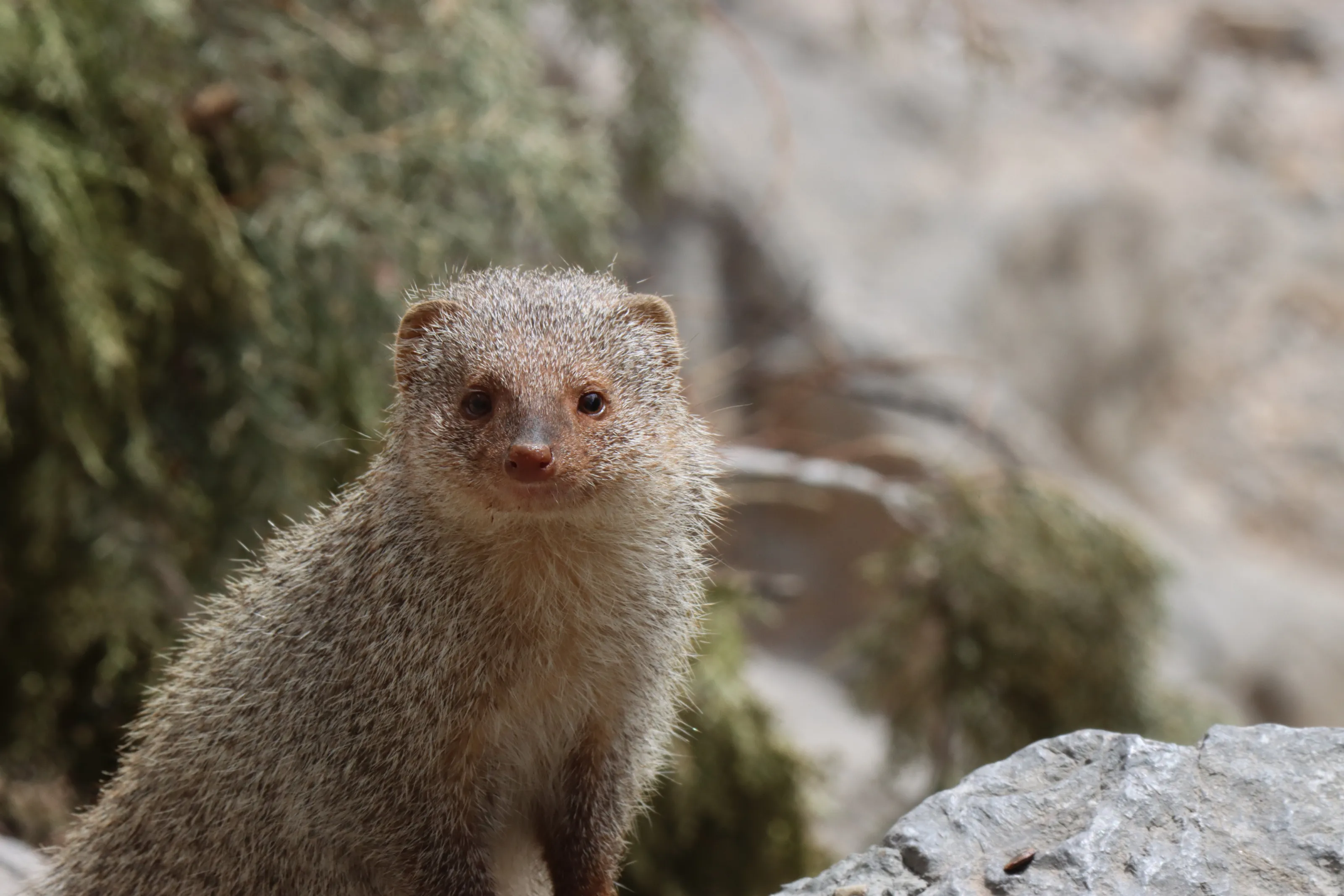 grey mongoose