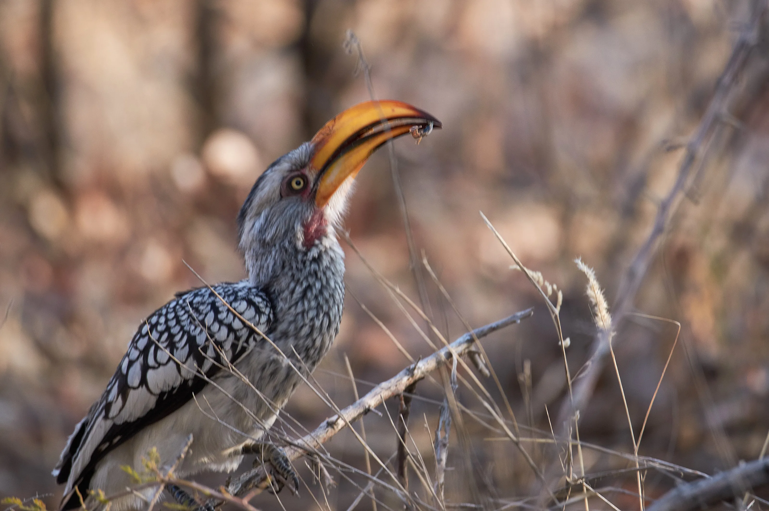 Hornbill snack