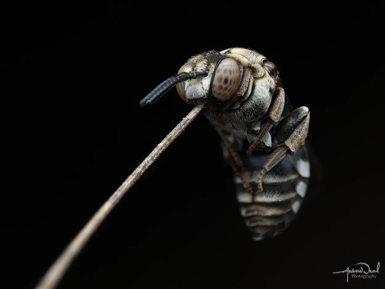 Entry 18104831