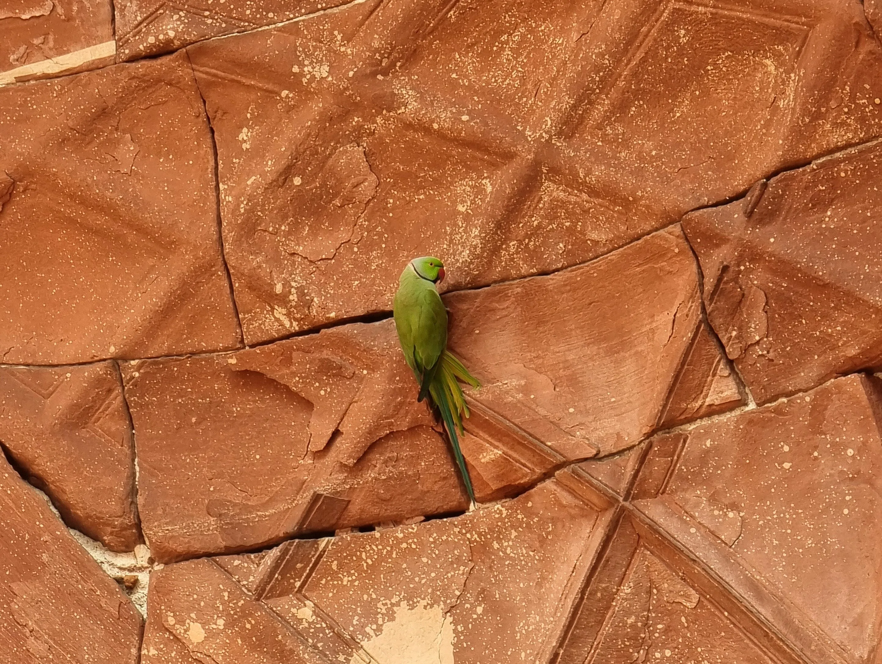 Parakeet