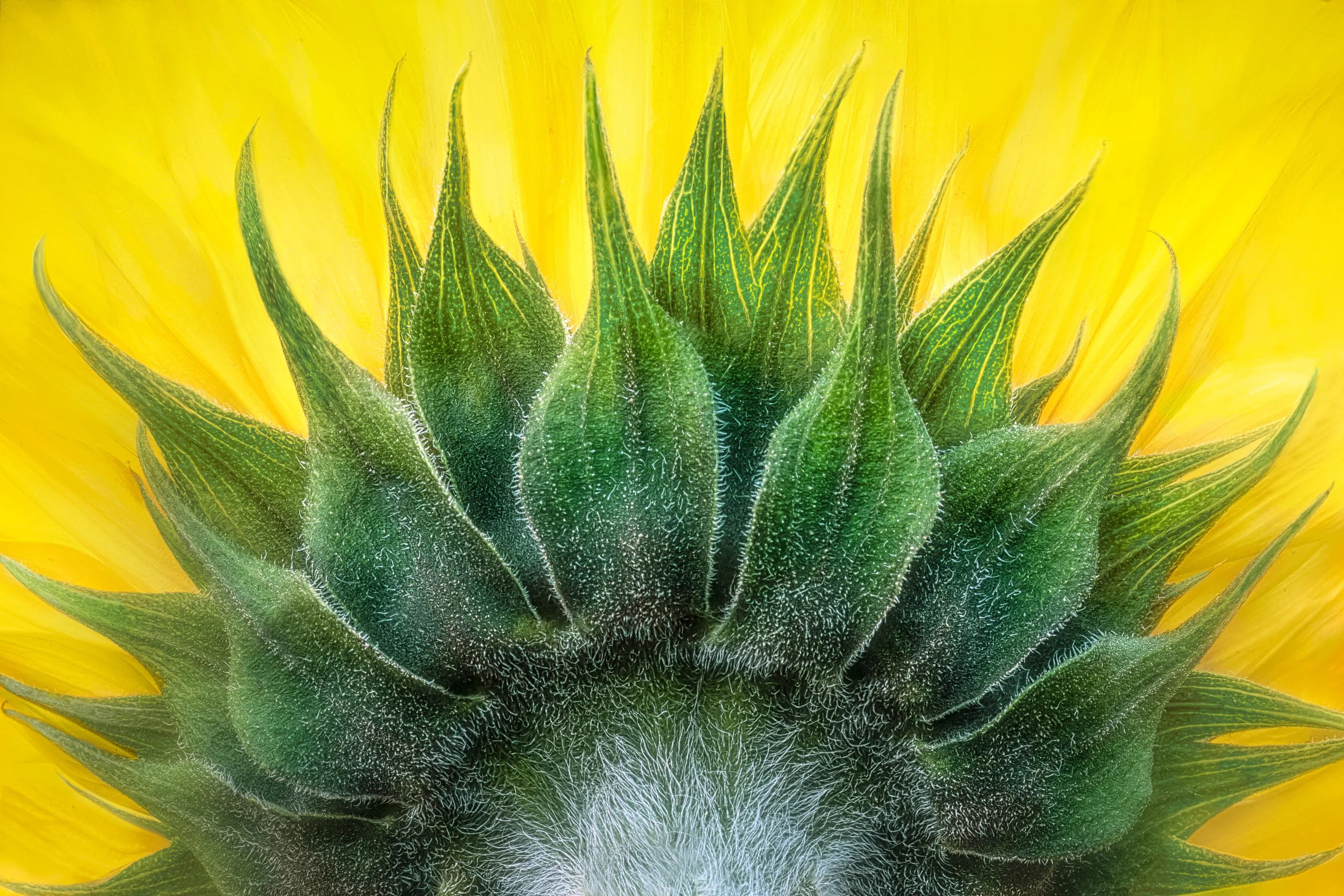 Sunflower Corona
