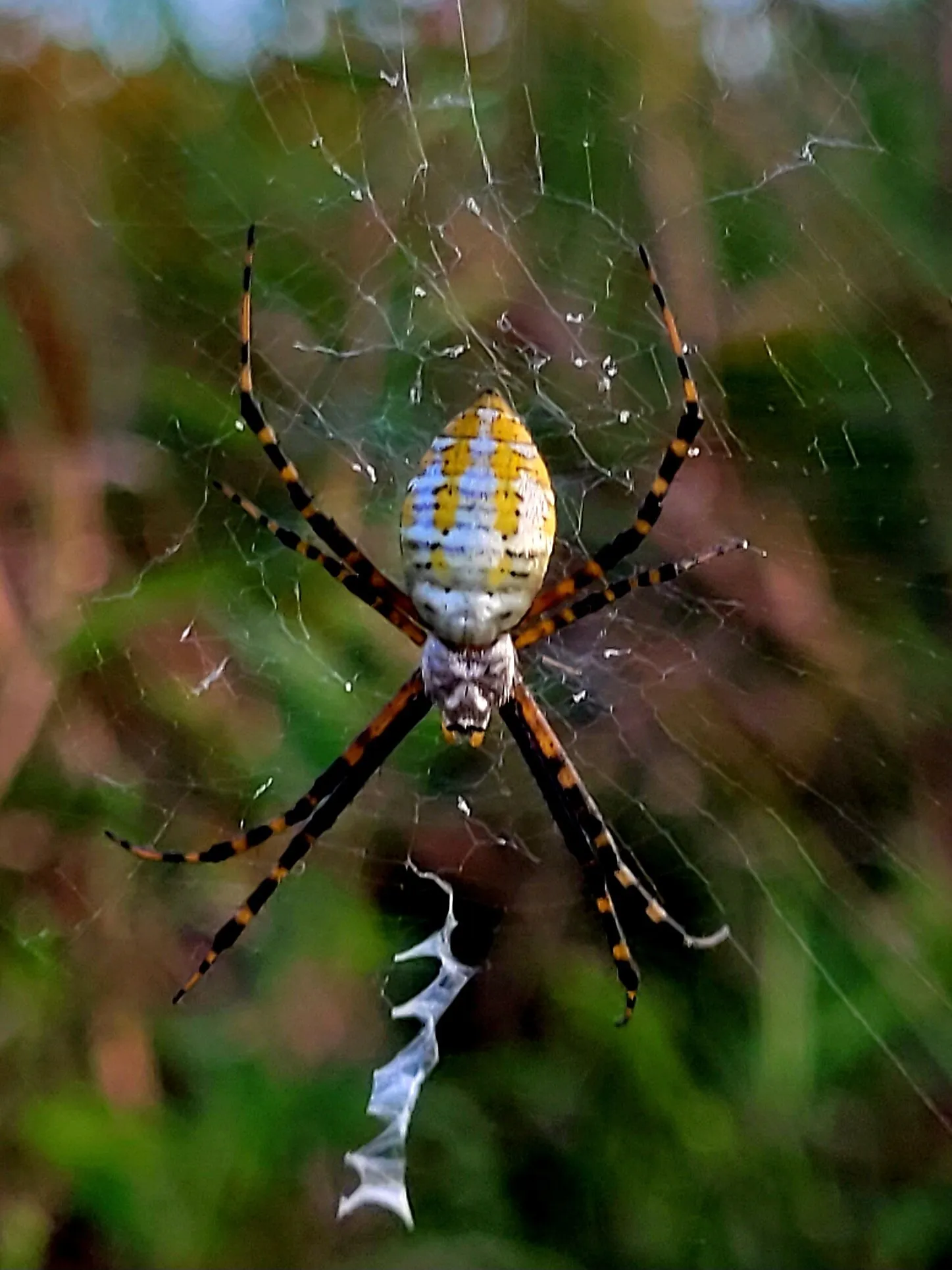 Banded garden spider