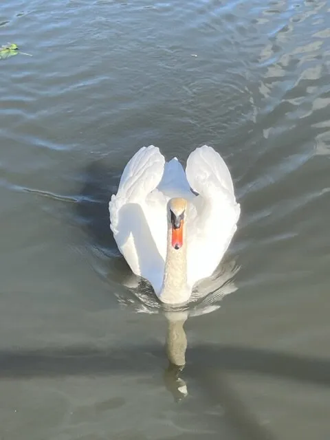 Perfect pose