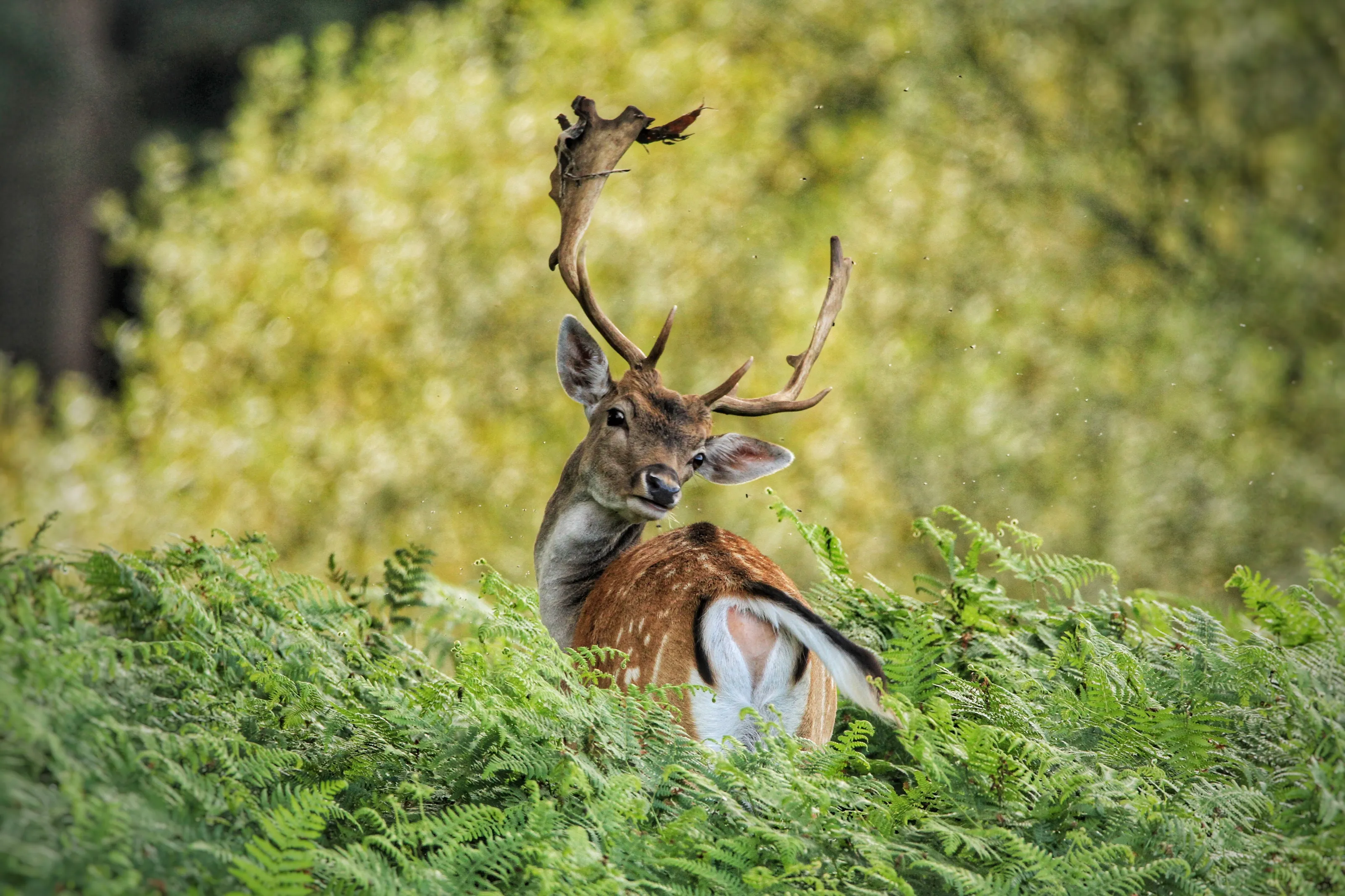 Fallow stag