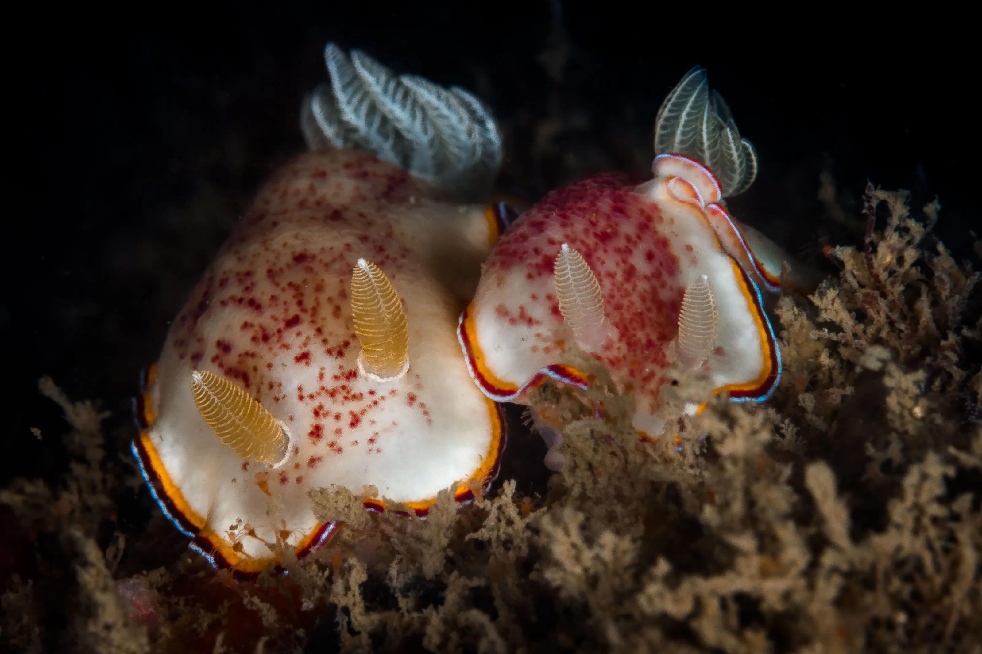 Dorids nudibranchs
