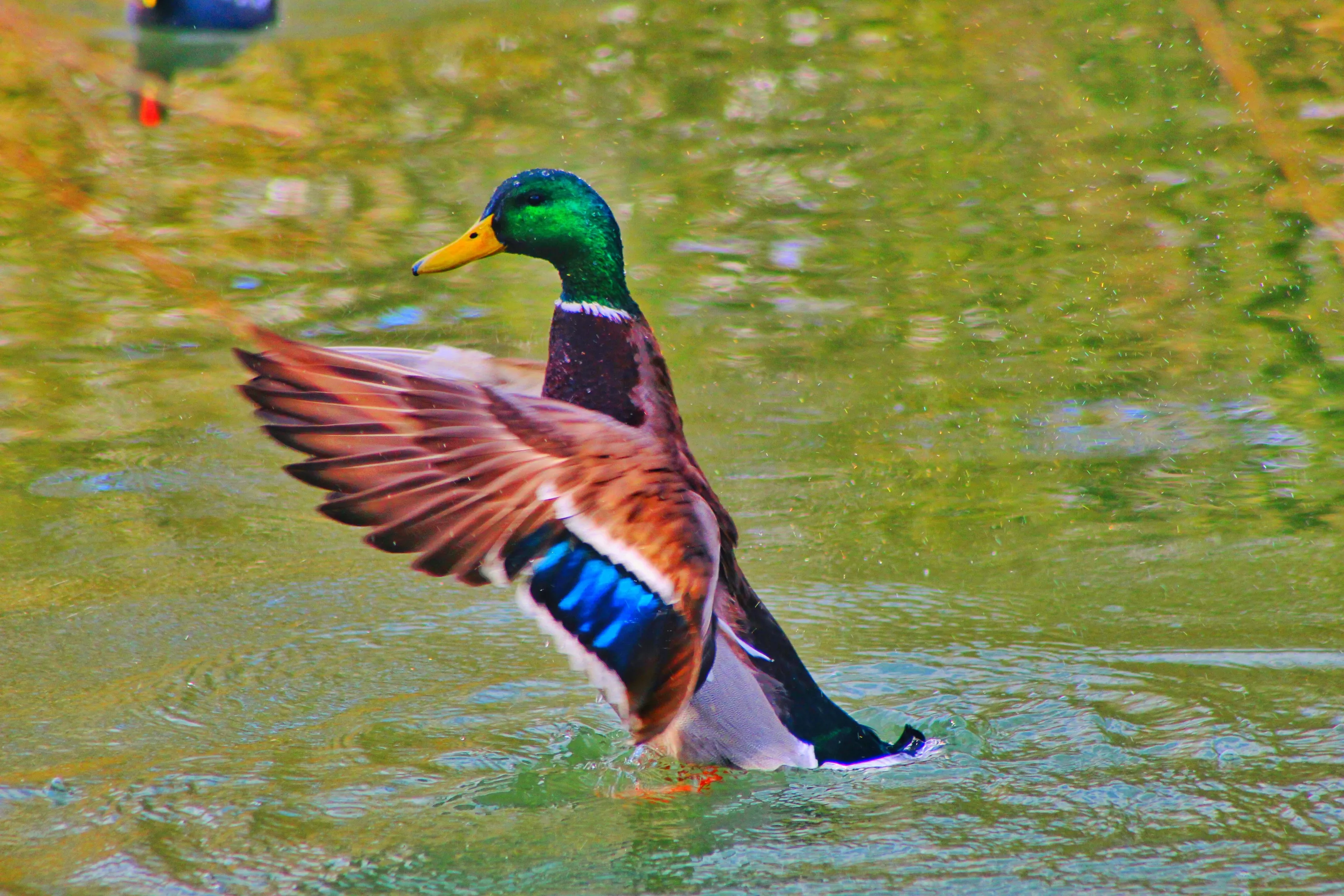Duck shaking off