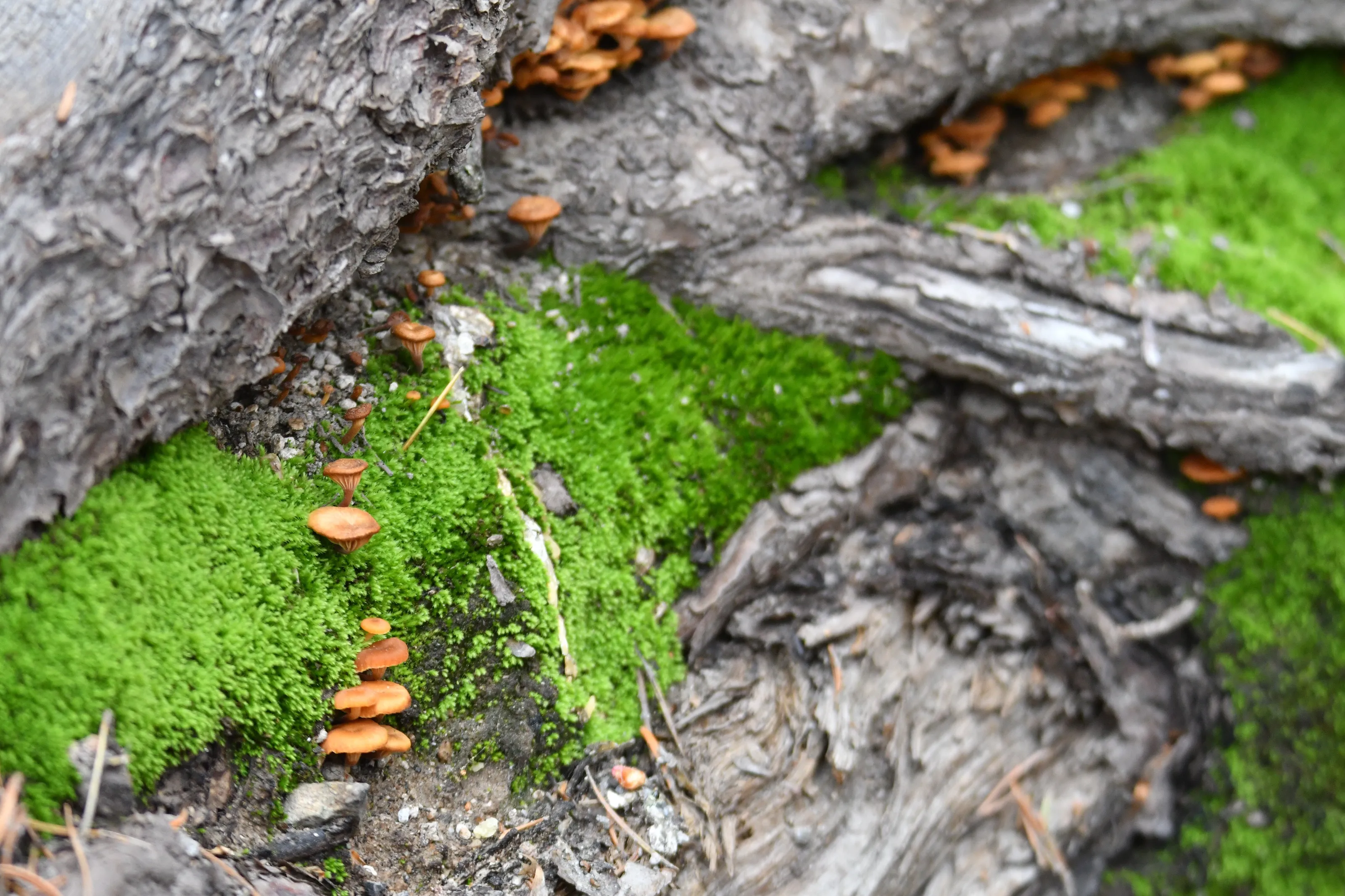 Fungi