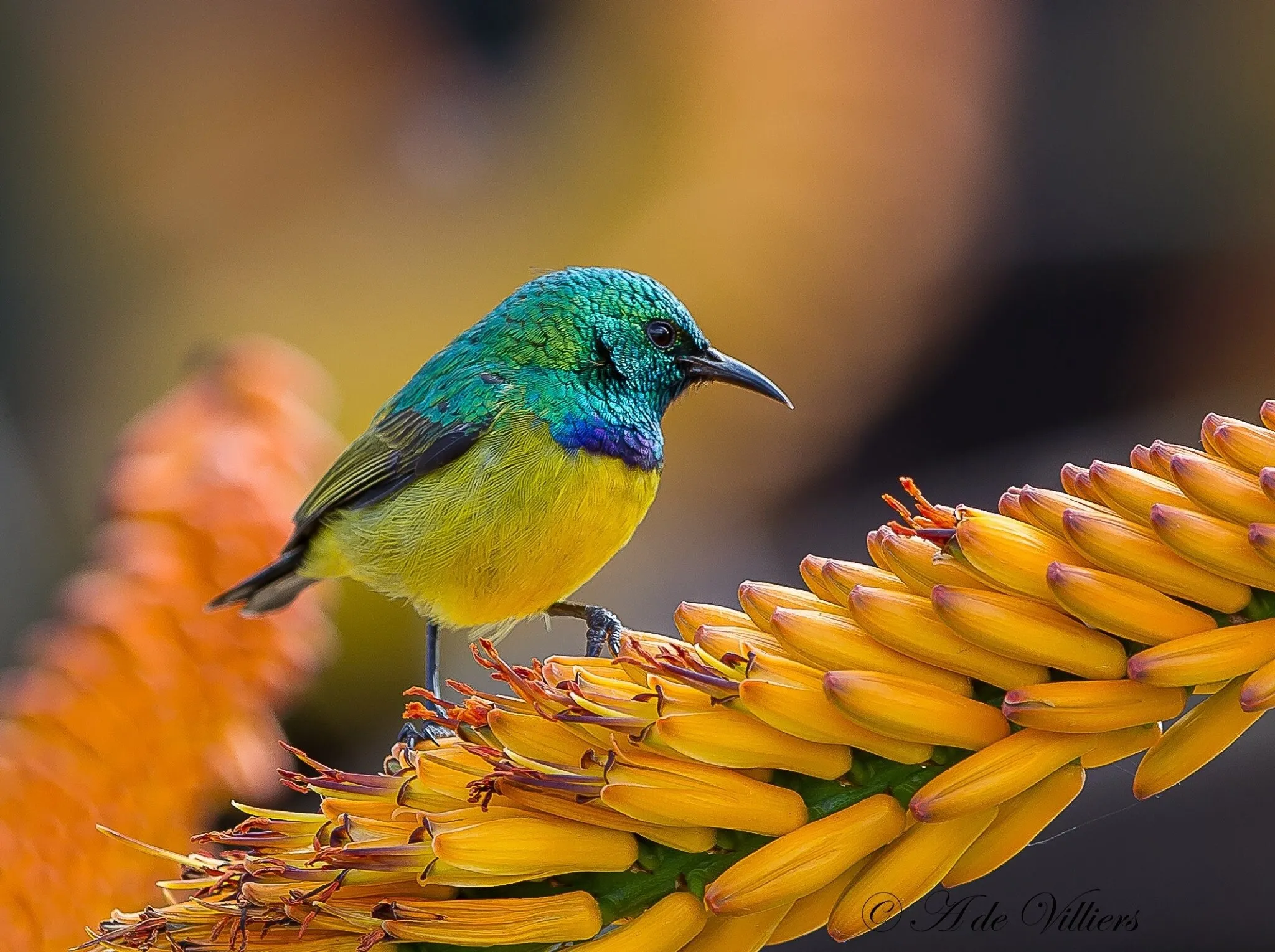 Half- collard Sunbird