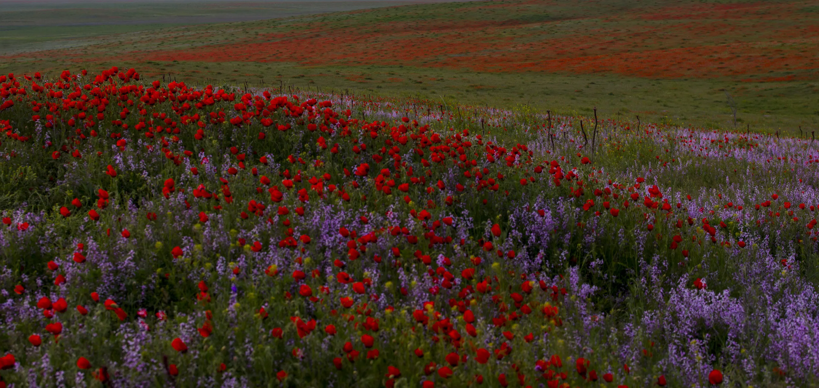 TasteOfKazakhstan_PoppyFields2