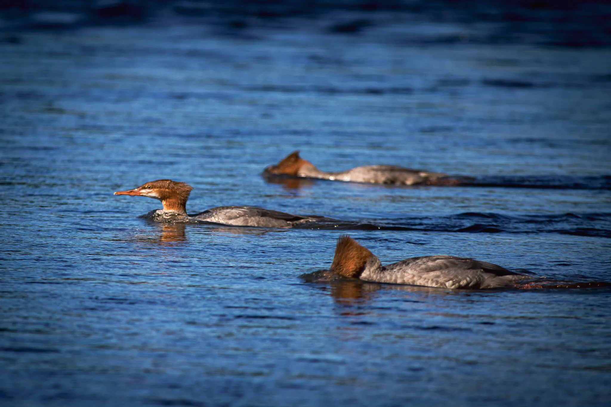 Swimmer's Formation