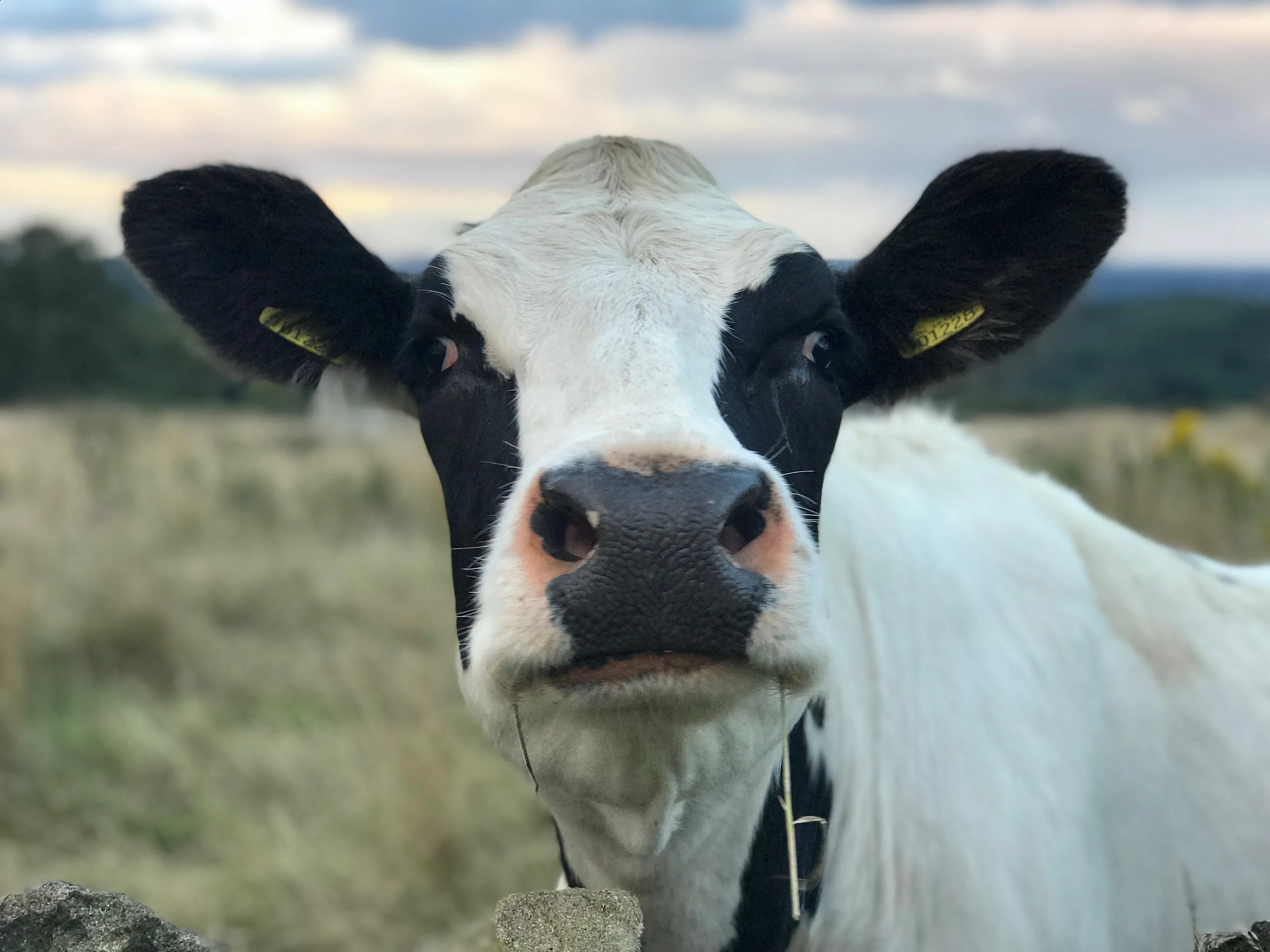 Glamping, Camping & the Cow over the wall