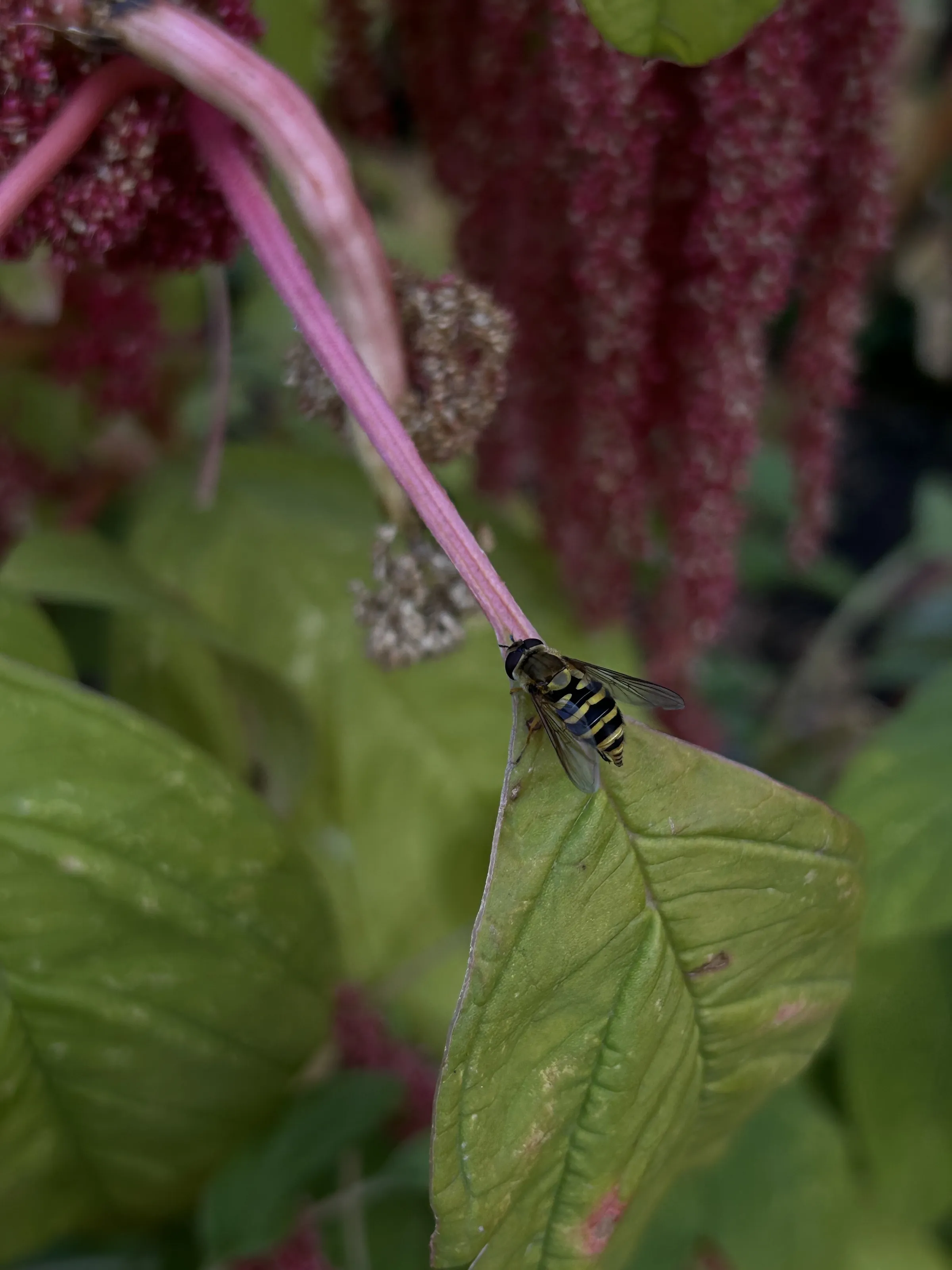 Buchart bee