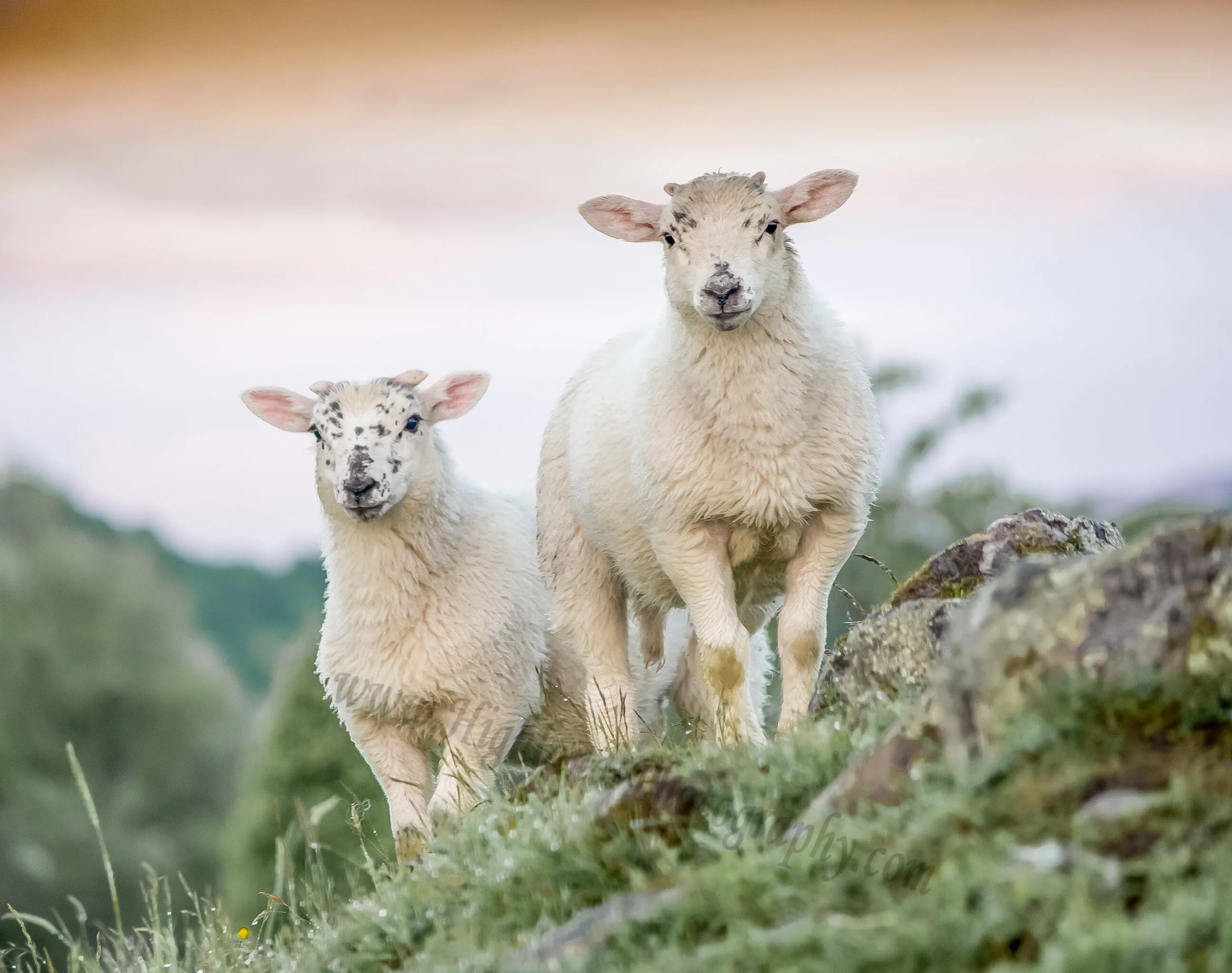 Lambs