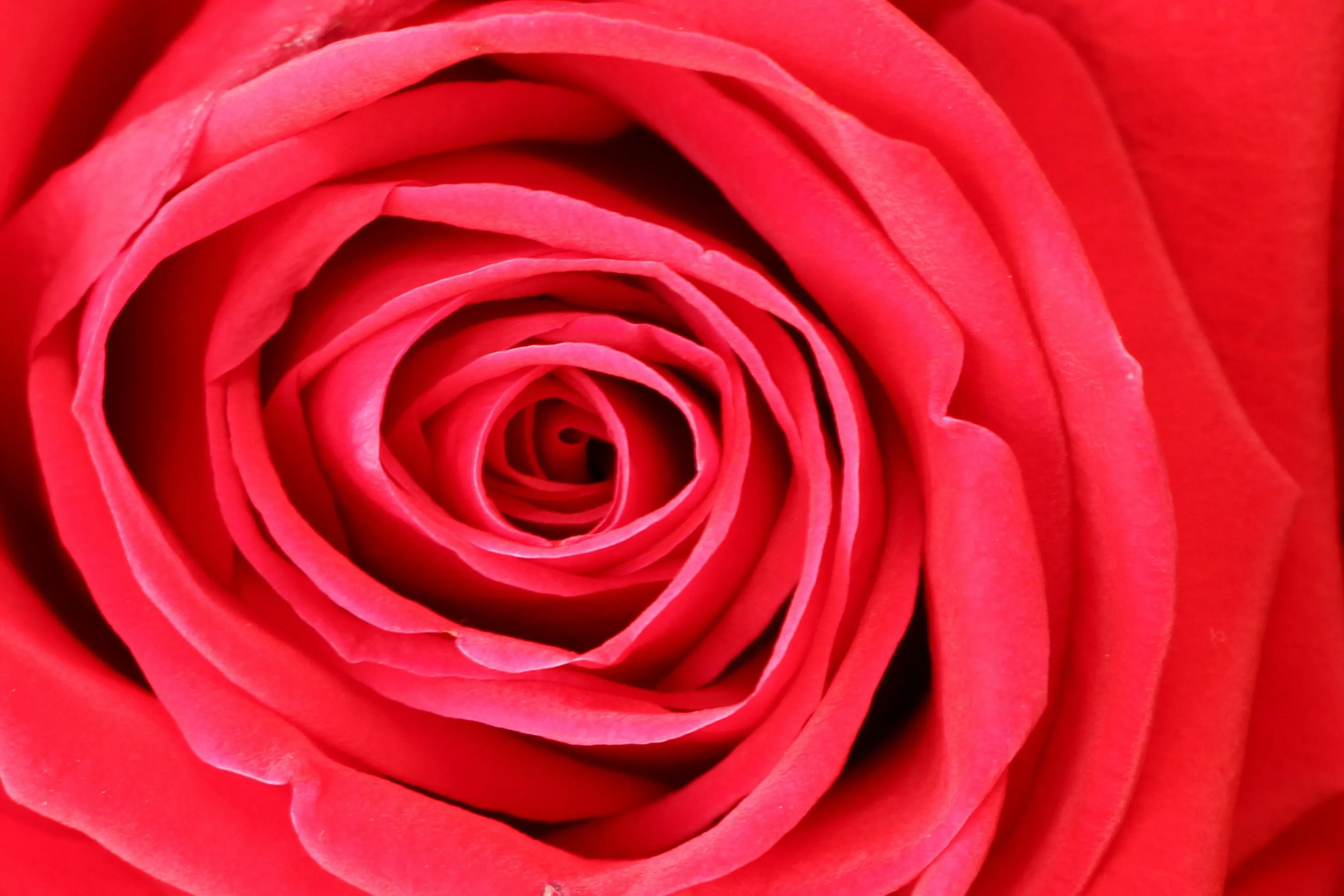 Red Rose