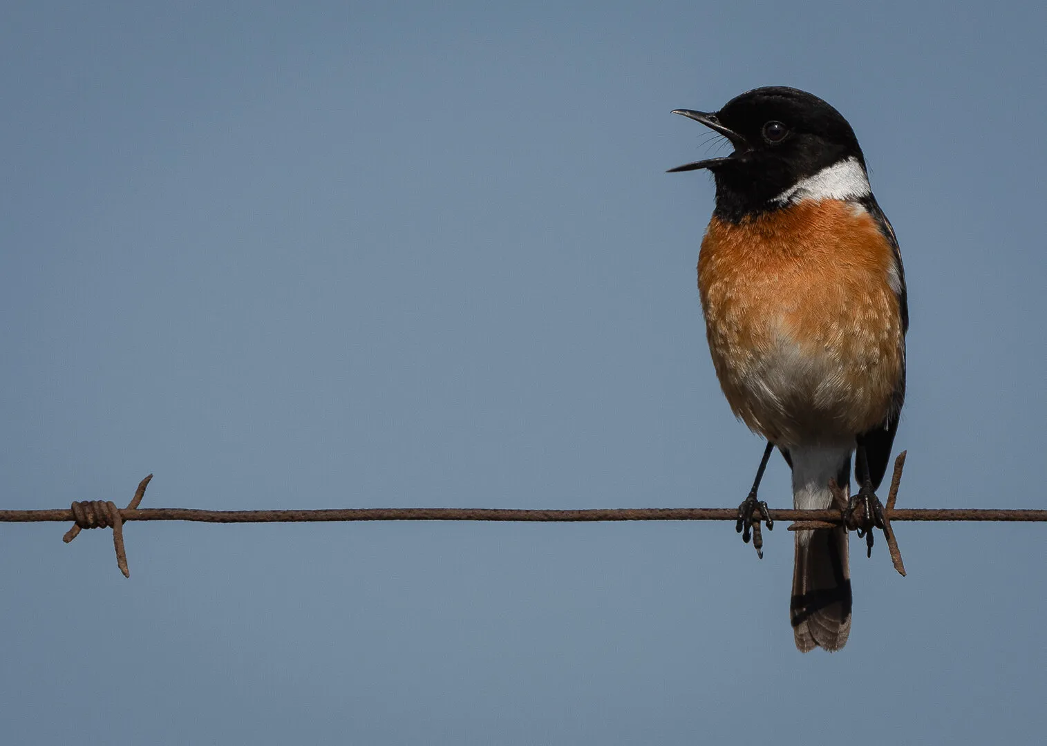 The fence singer