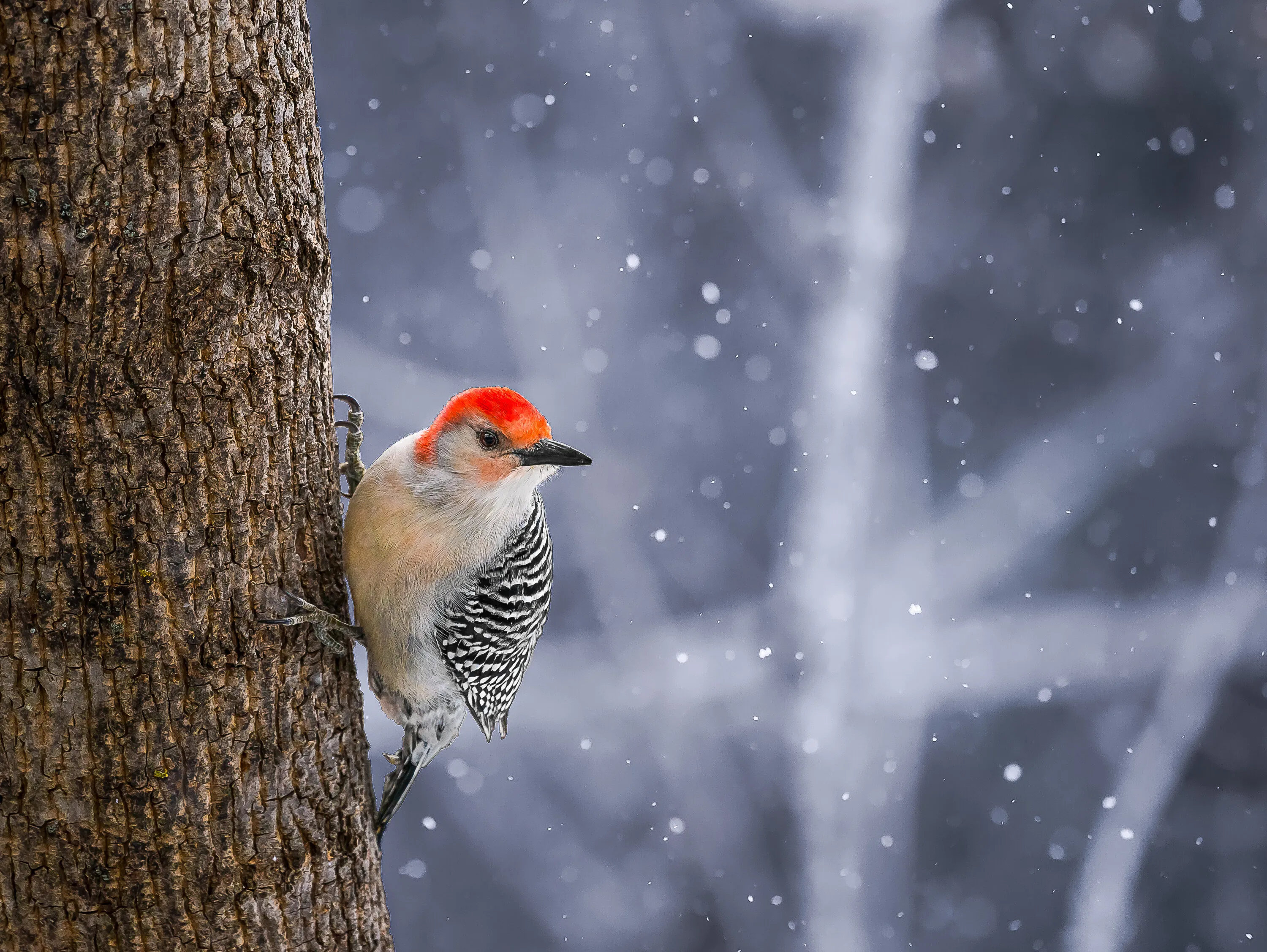 Red-Bellied Woodpecker in snow