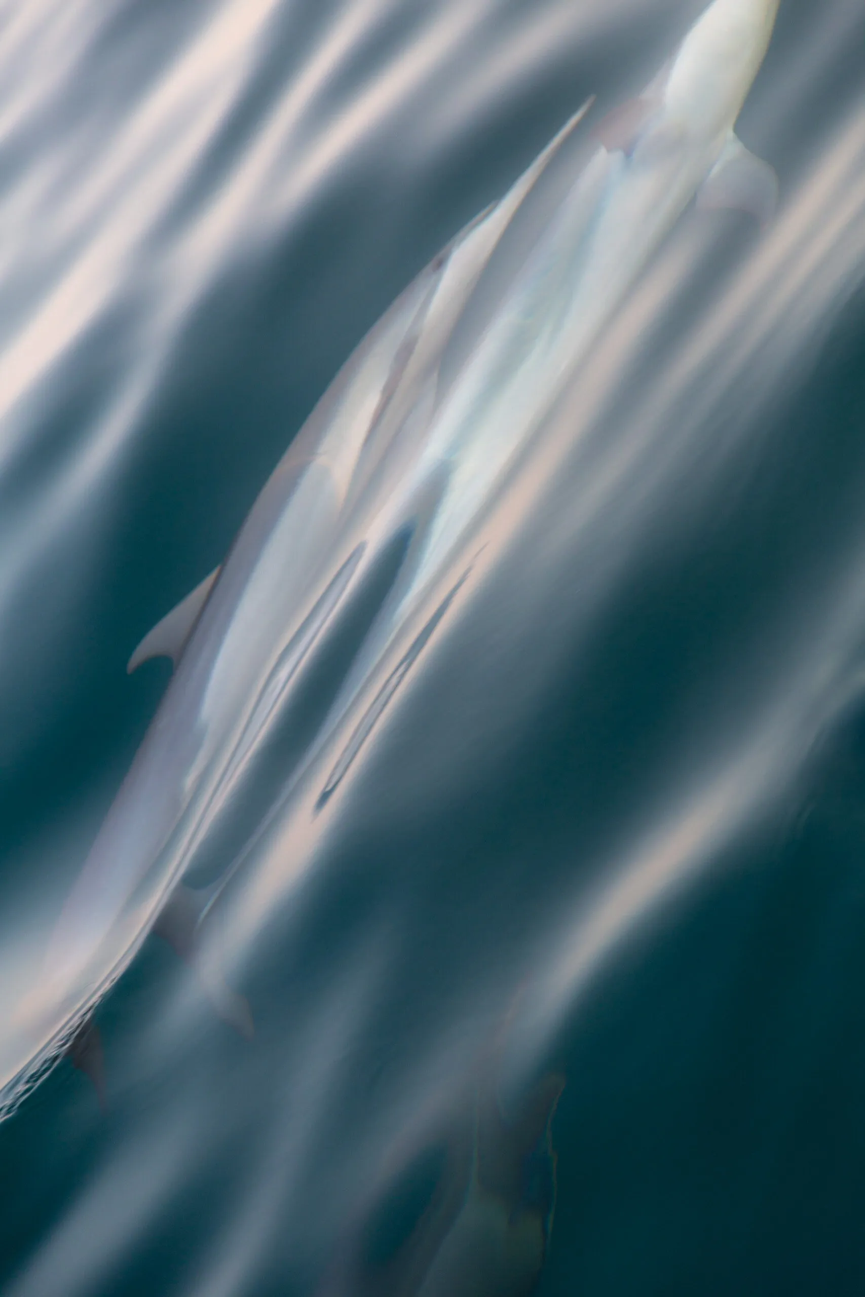 Flying at Sea