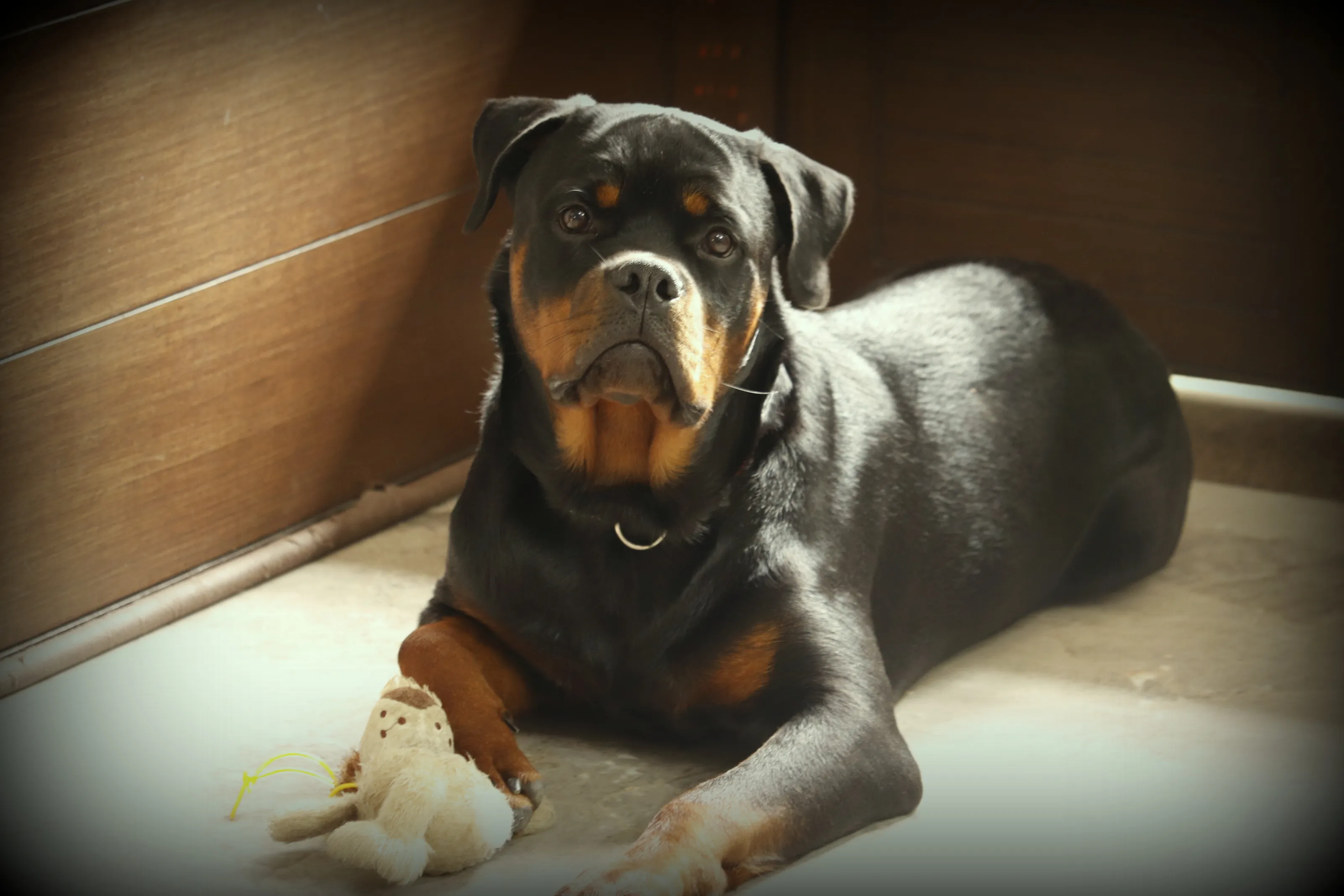 Human's Best Friend