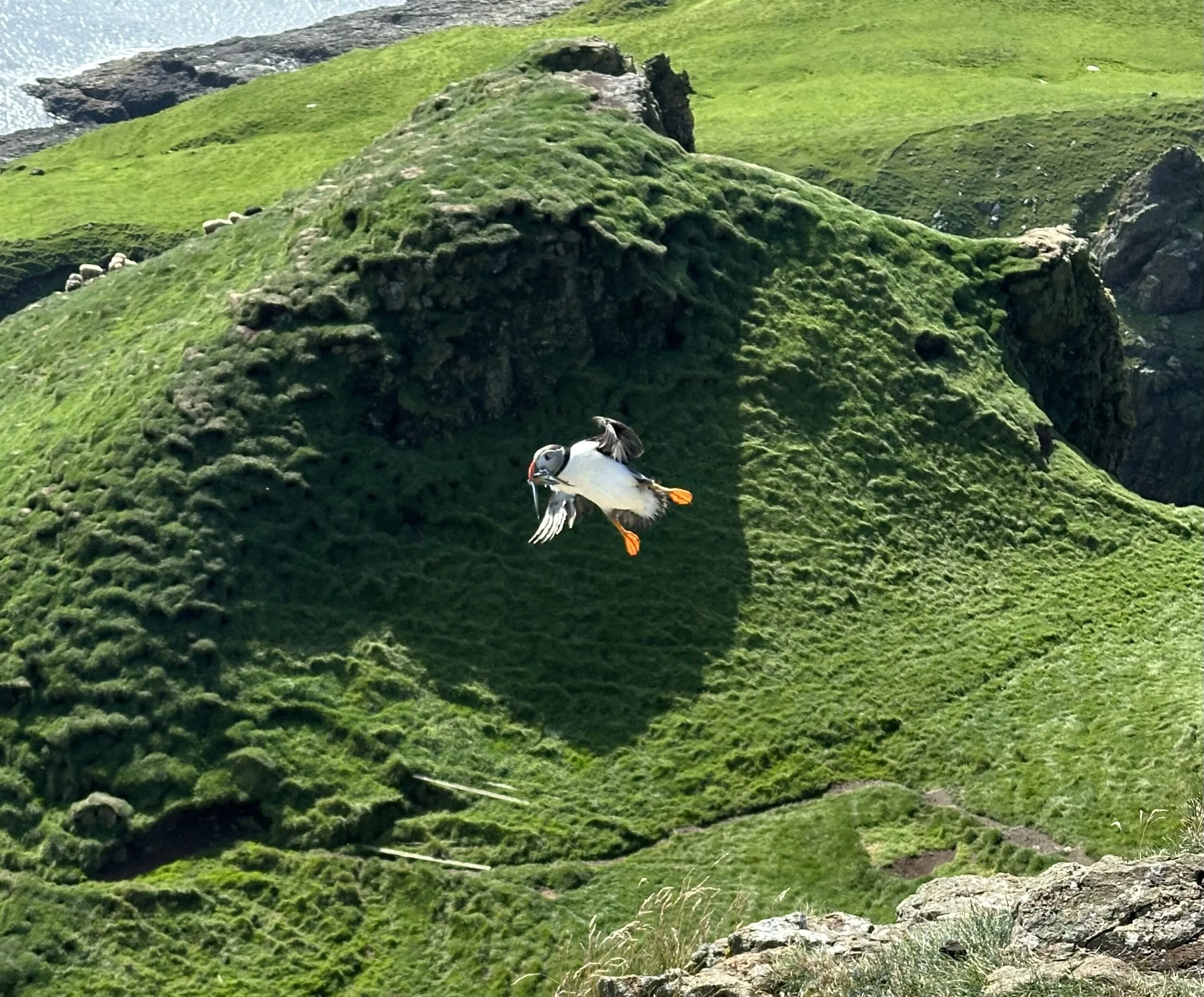 Puffin mid flight