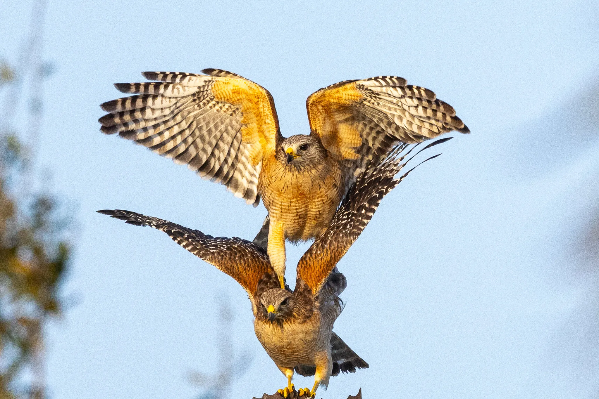 Dancing Hawks