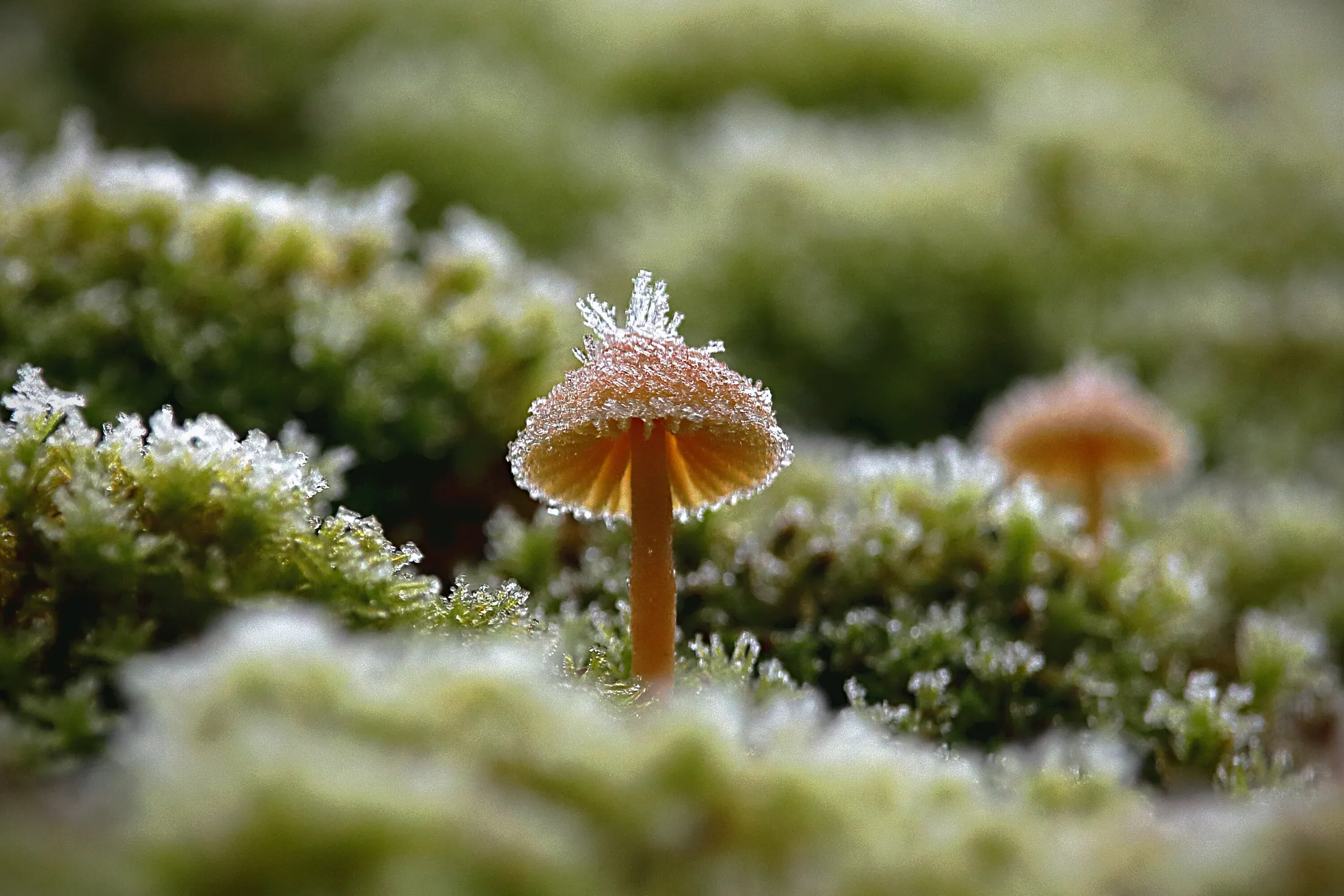 Frosted tiny mushrooms