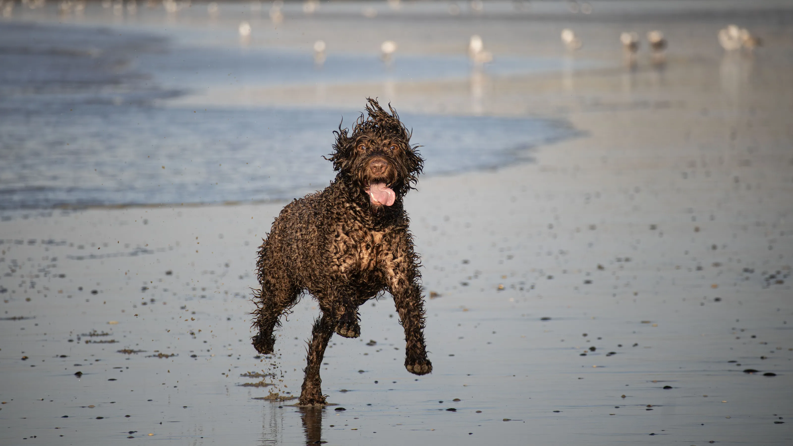 Dog enjoying the beach