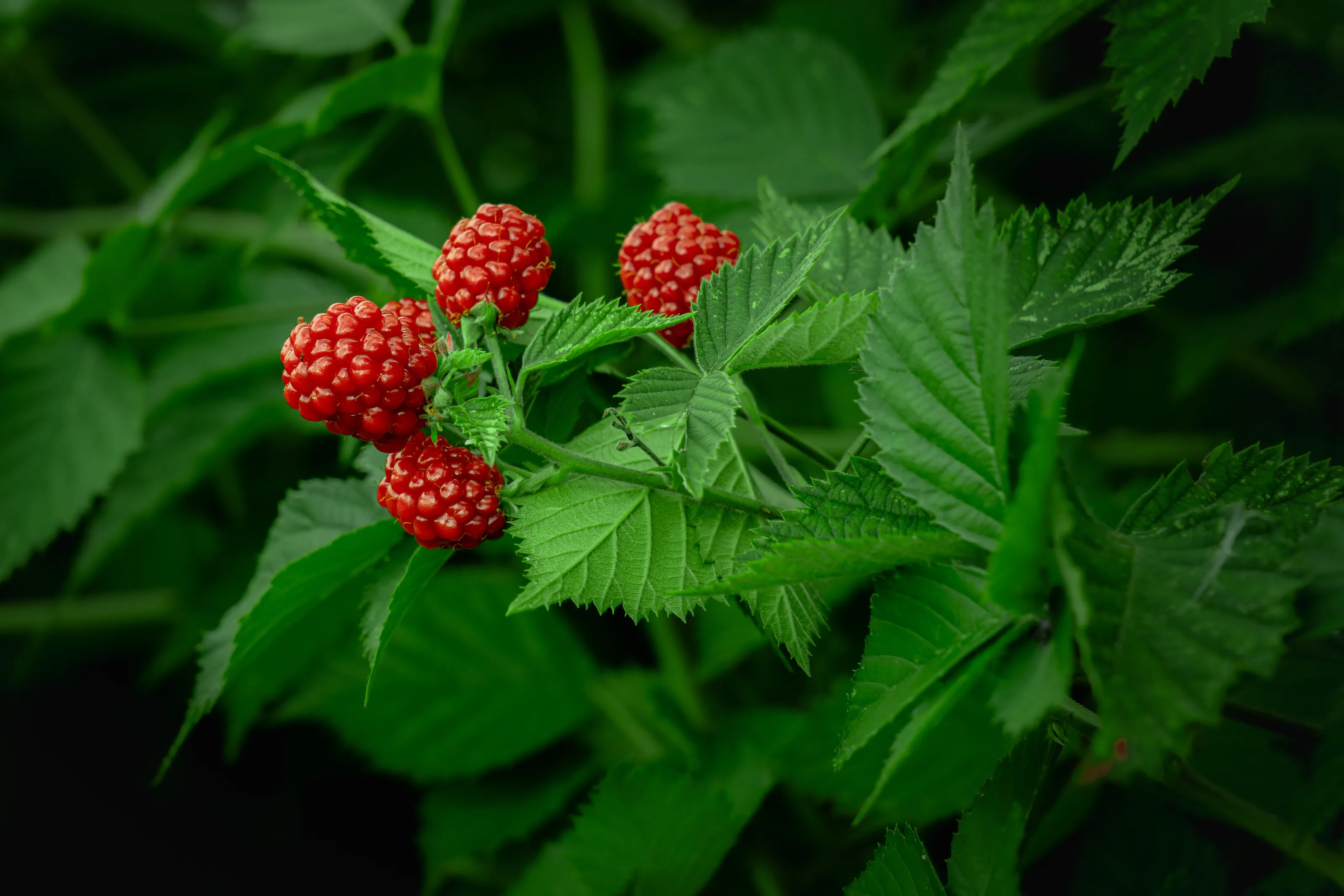 Ripening