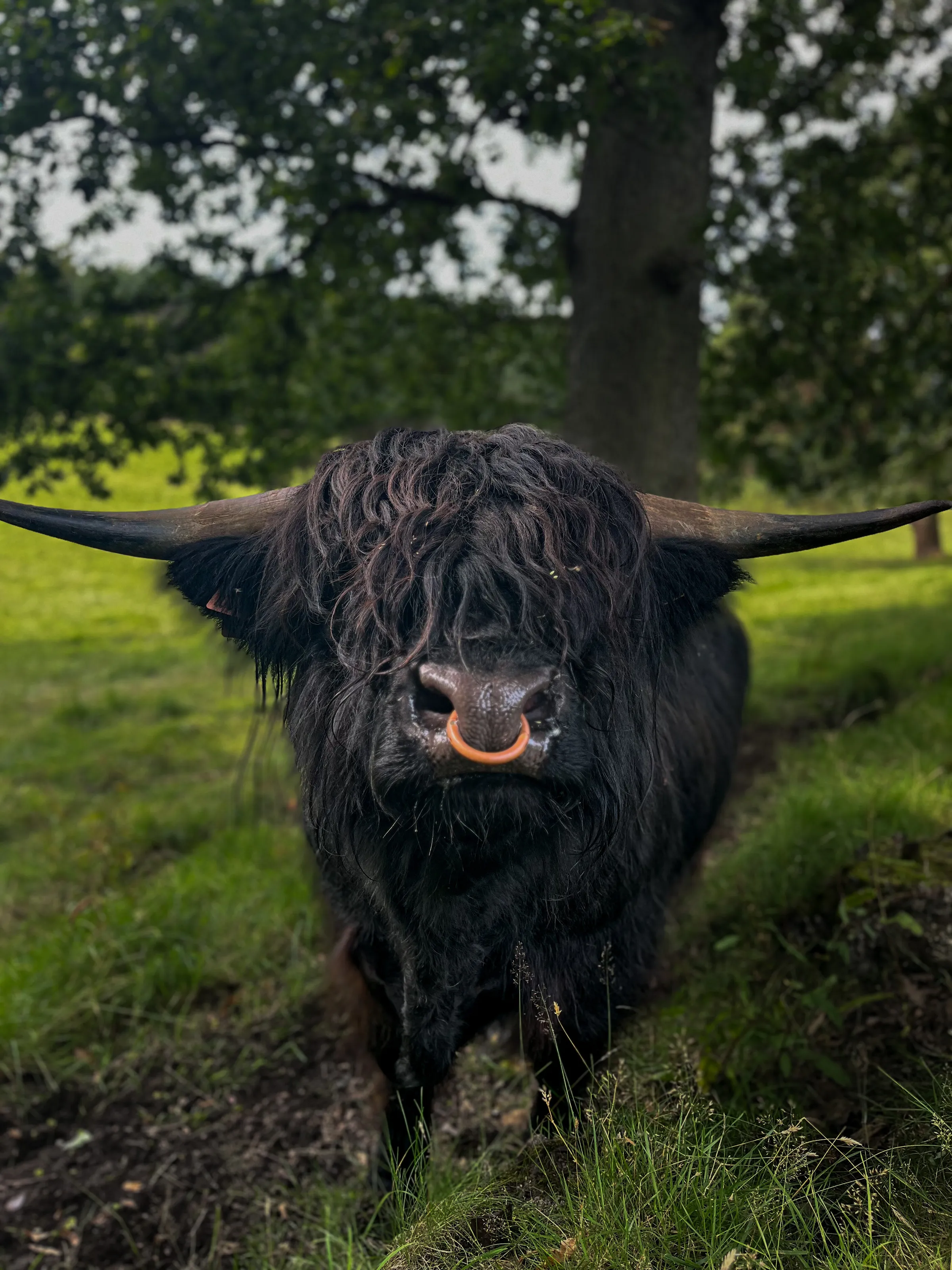 Highland coo