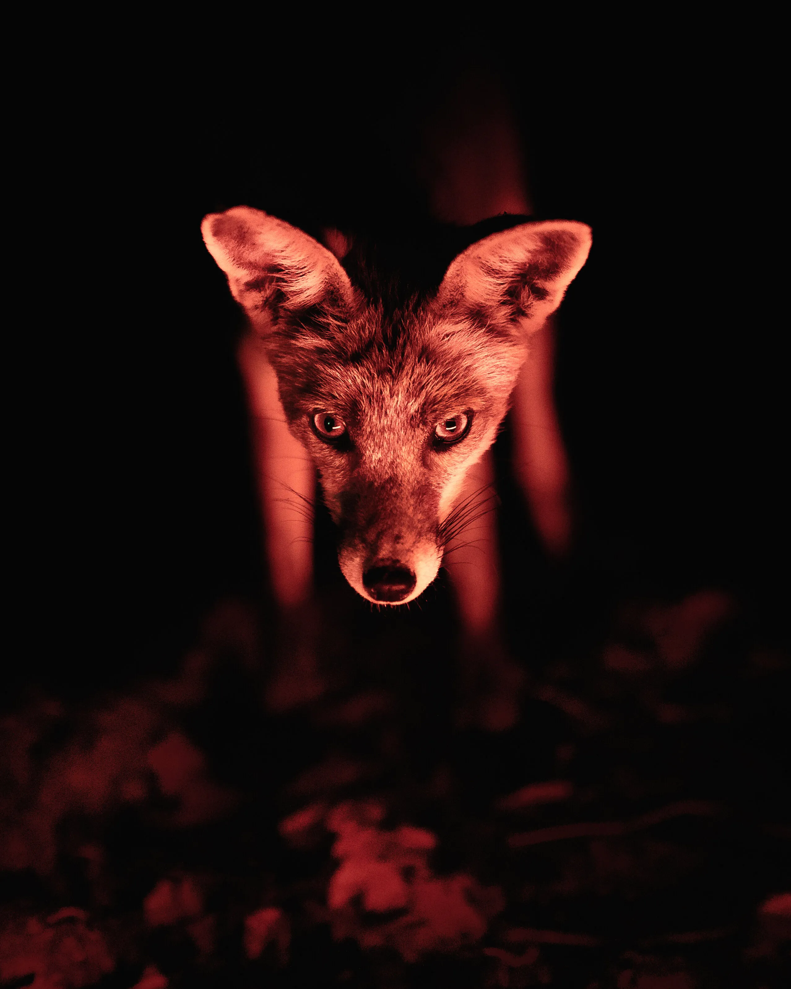 Portrait of a young fox