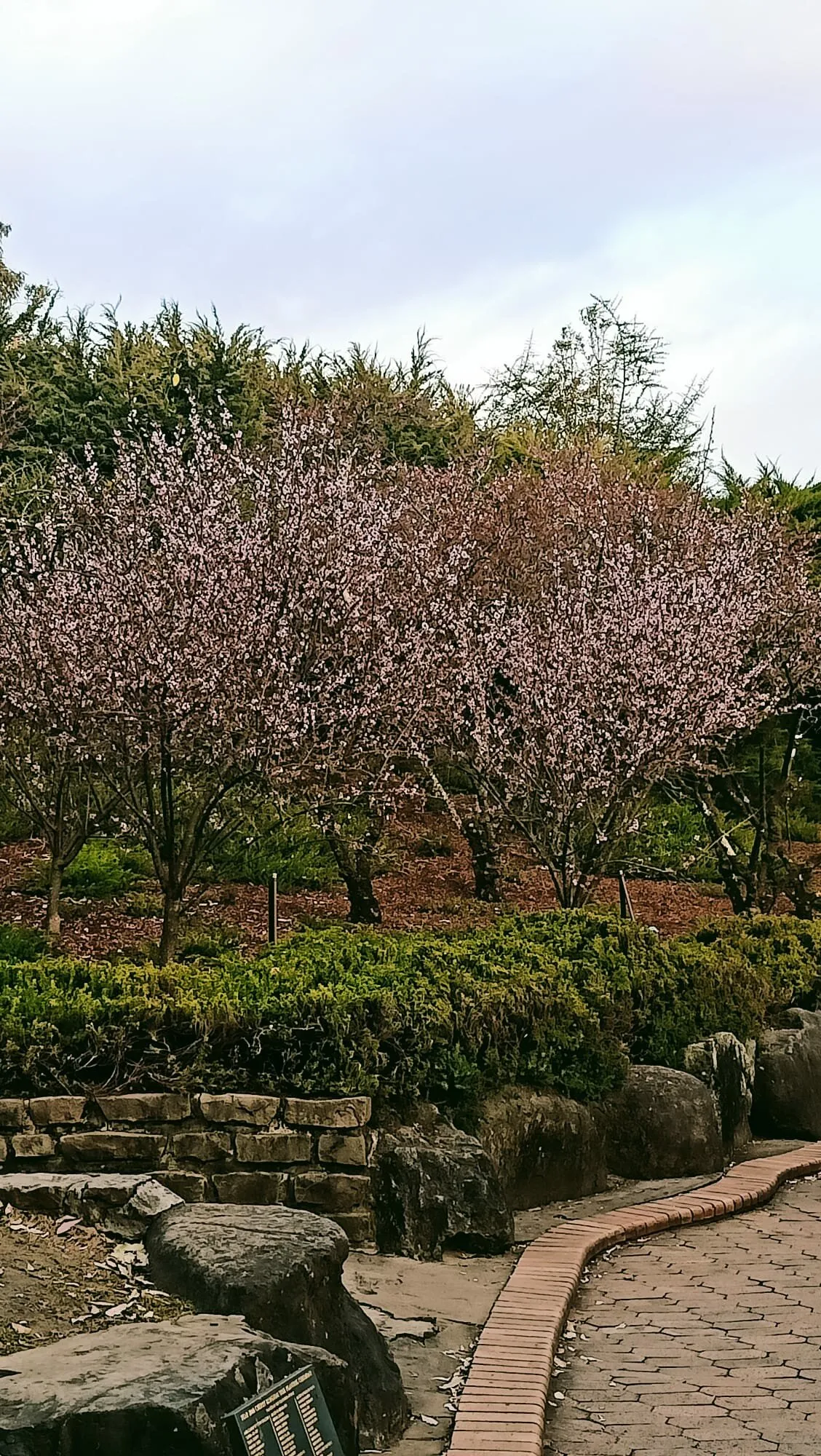 Blooming Cherry Blossoms