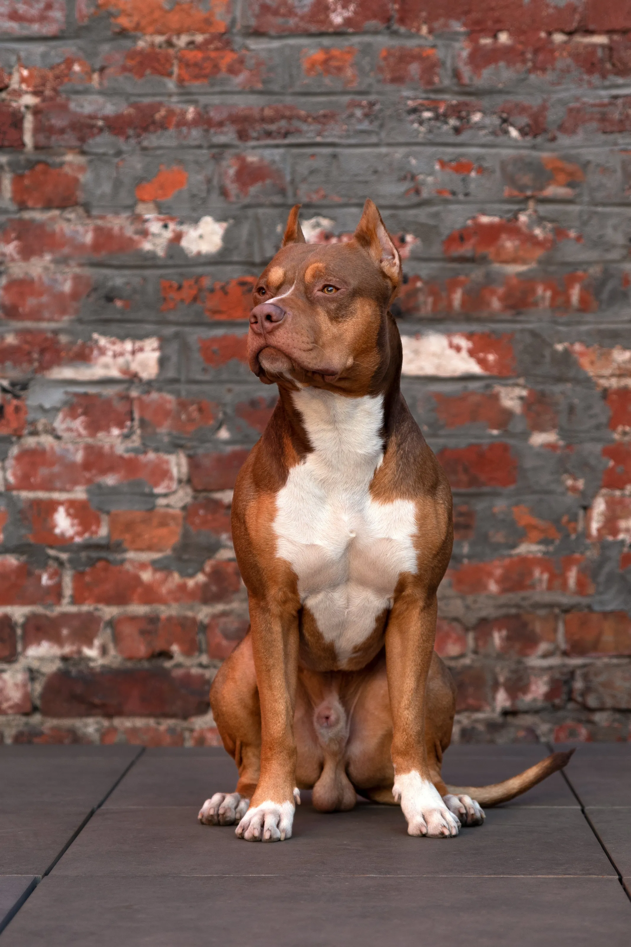 Balu